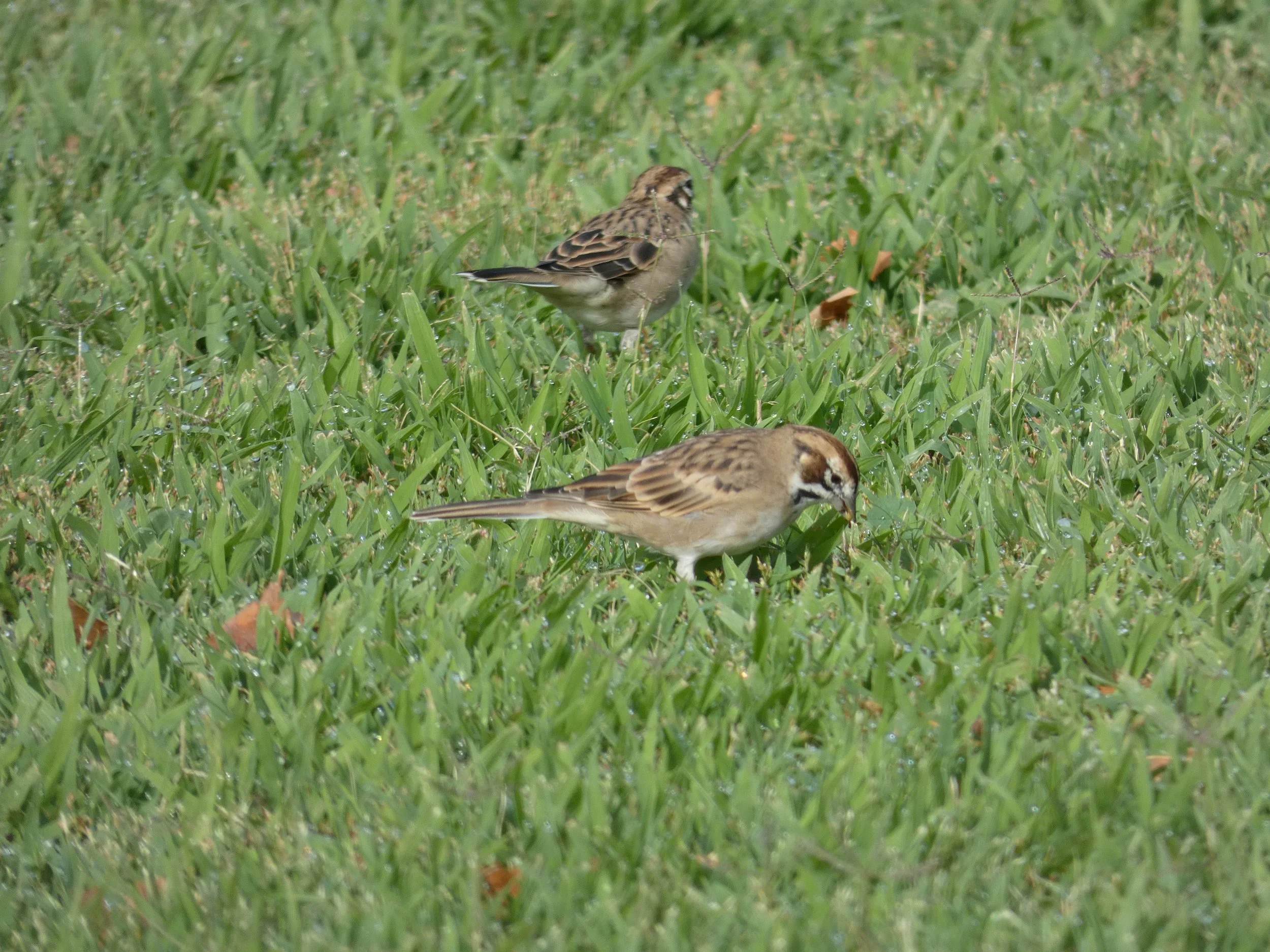 Small brown and beige birds with streaked backs and white underbellies standing on green grass.