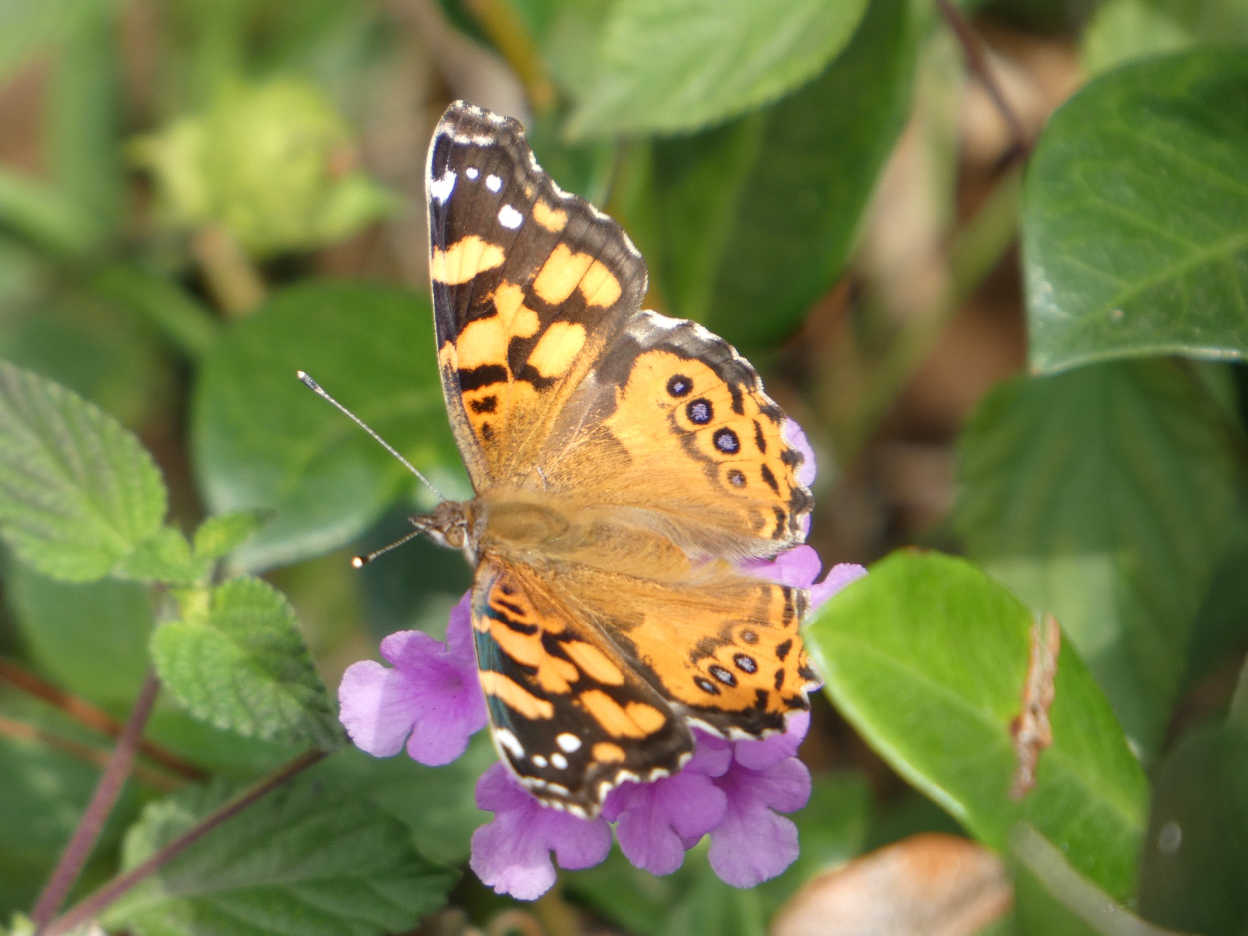 A butterfly with orange and black wings resting on a purple flower surrounded by green leaves.