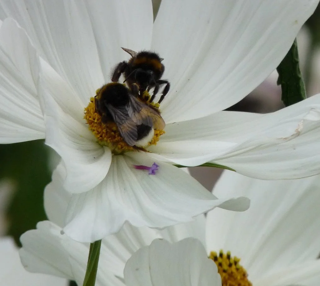Two bees collecting nectar from a white flower with a yellow center.