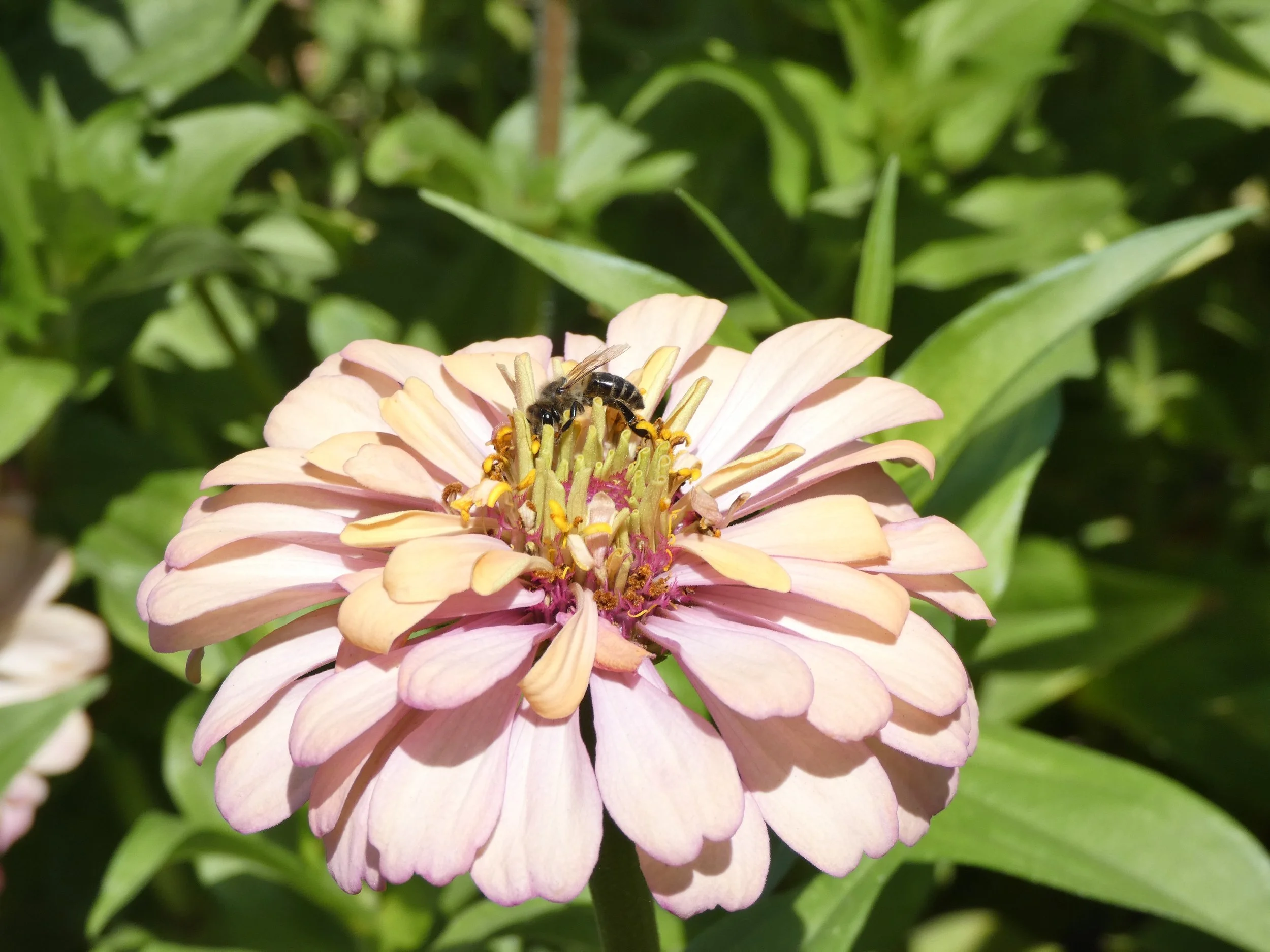 A close-up of a pink and white flower with a bee collecting pollen on its yellow center