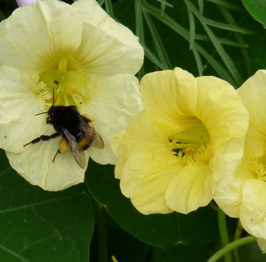 A bee collecting pollen from pale yellow flowers with green foliage in the background.