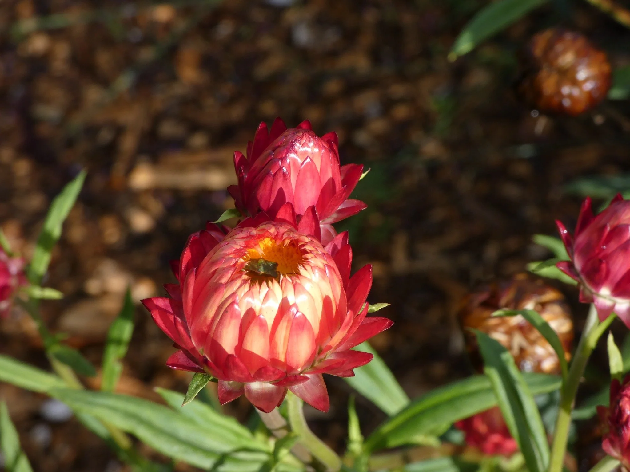 Close-up of pink and cream colored strawflower blossoms in a garden bed with brown soil.