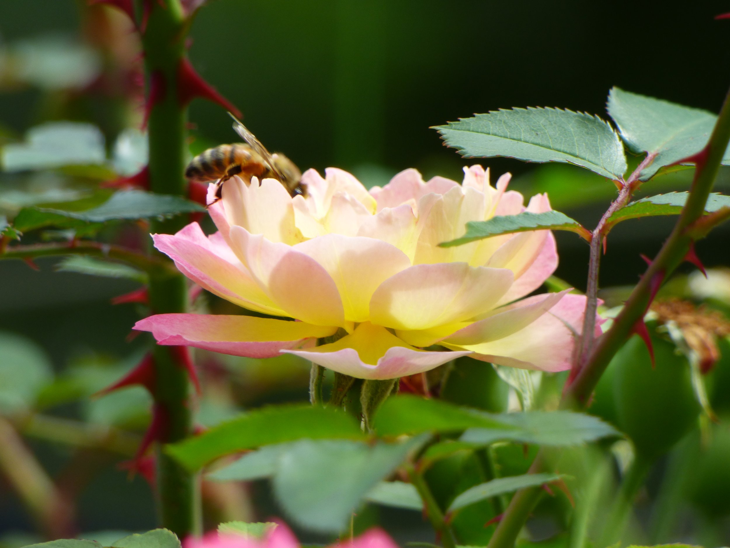 A bee collecting nectar from a light pink and yellow rose flower surrounded by green leaves.
