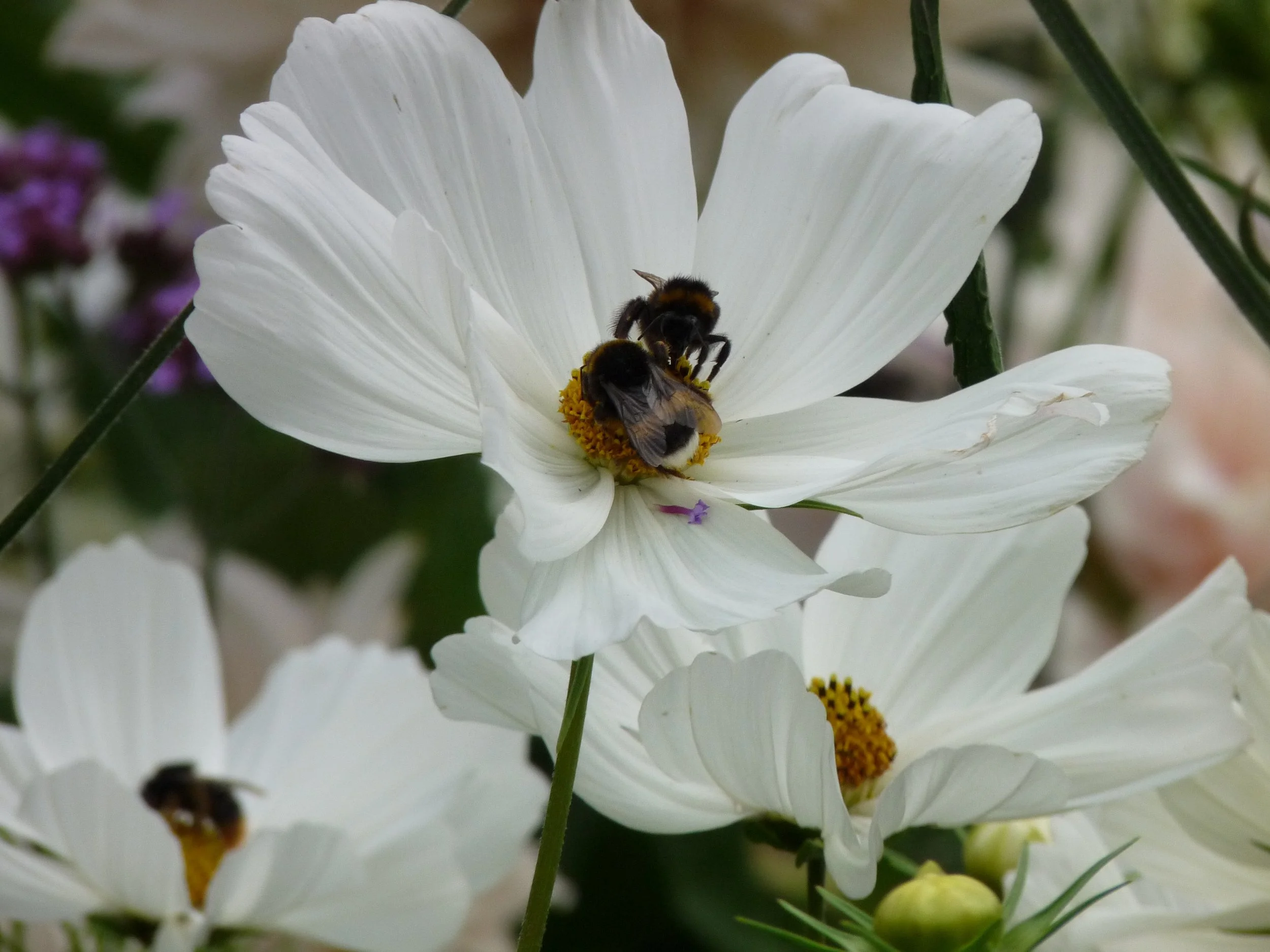 Close-up of a white flower with a bee collecting nectar from its yellow center, surrounded by other flowers and green foliage.