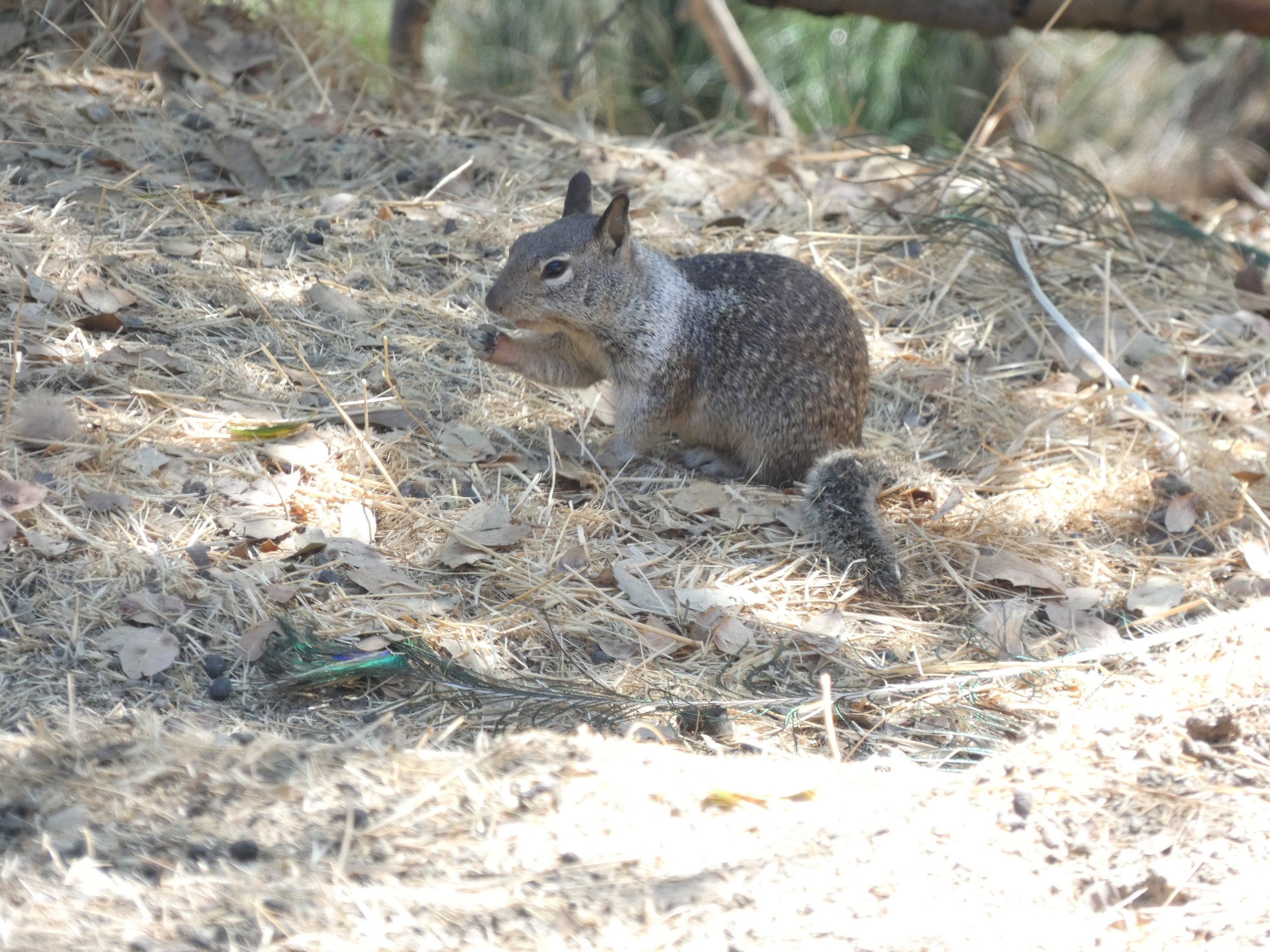 Ground covered with dry leaves and pine needles, with a small squirrel holding a nut in its hands.