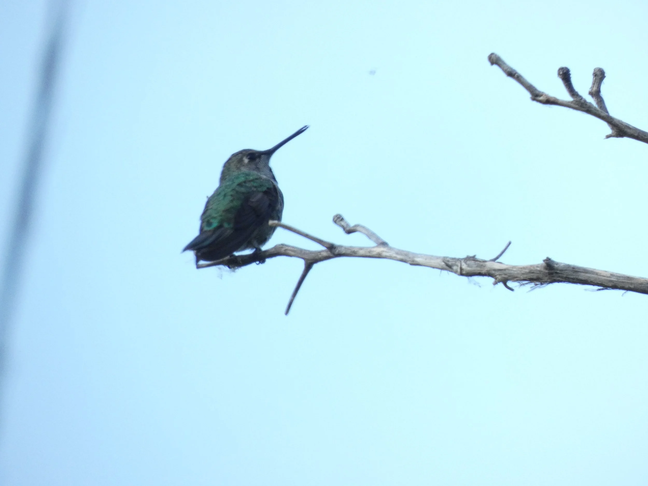 A hummingbird perched on a bare tree branch against a pale blue sky.