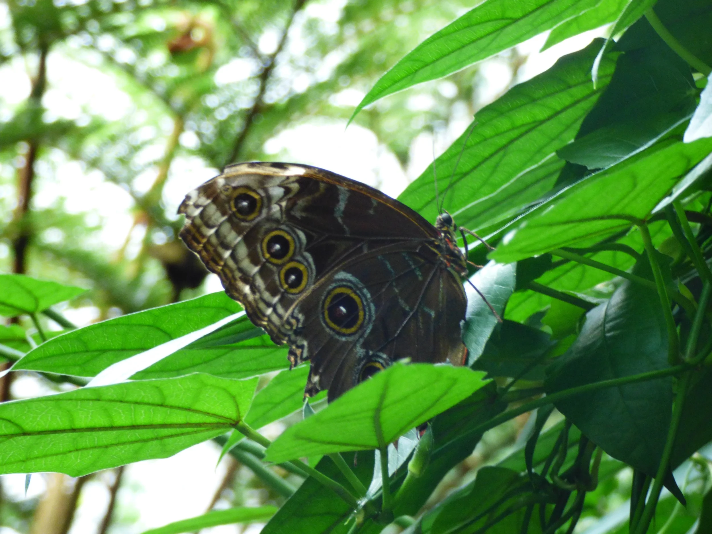 Close-up of a butterfly with distinctive eye-like patterns on its wings, perched on green leaves in a lush, sunlit garden.