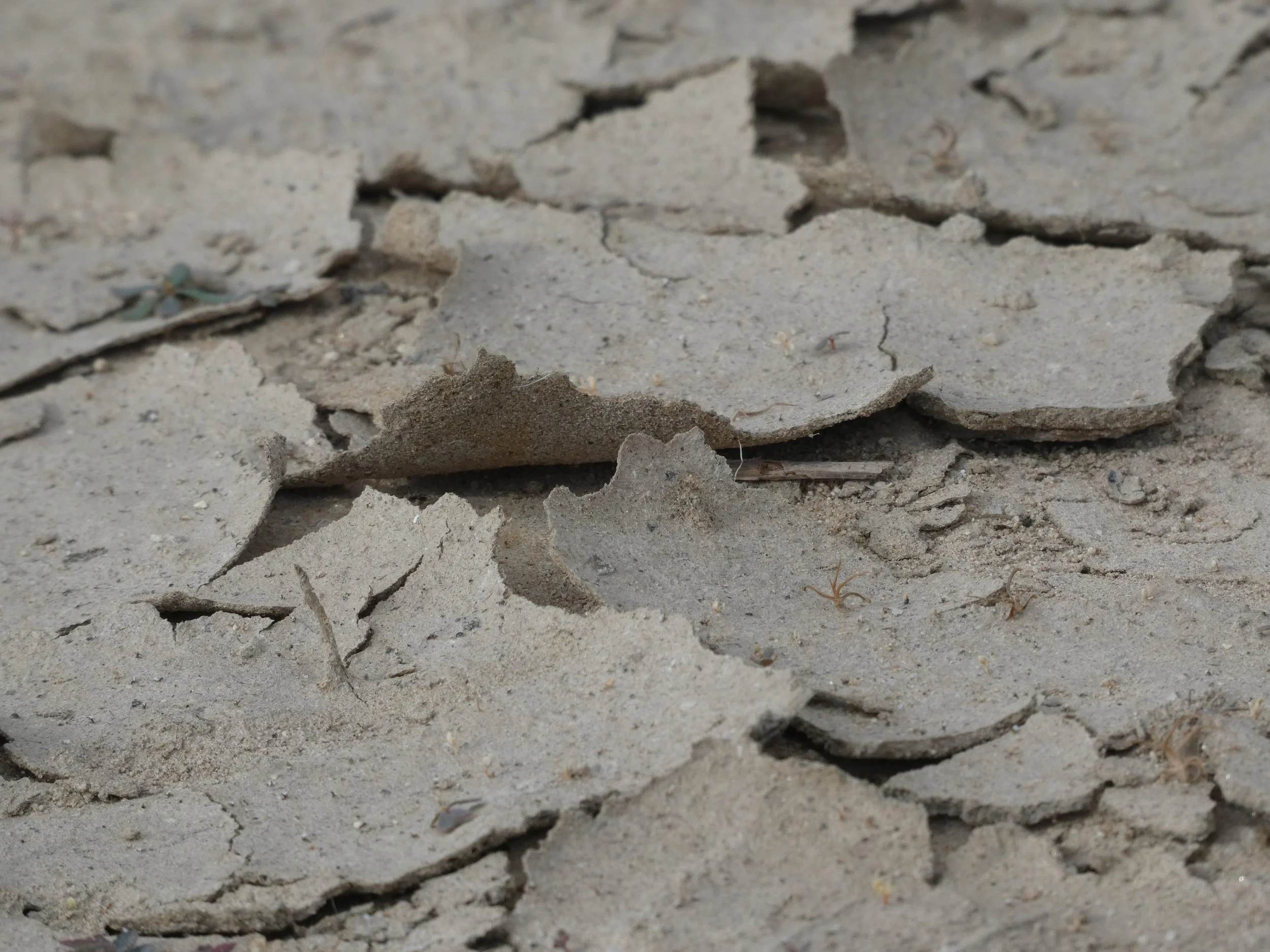 Close-up of broken mud with cracks and chipped edges.