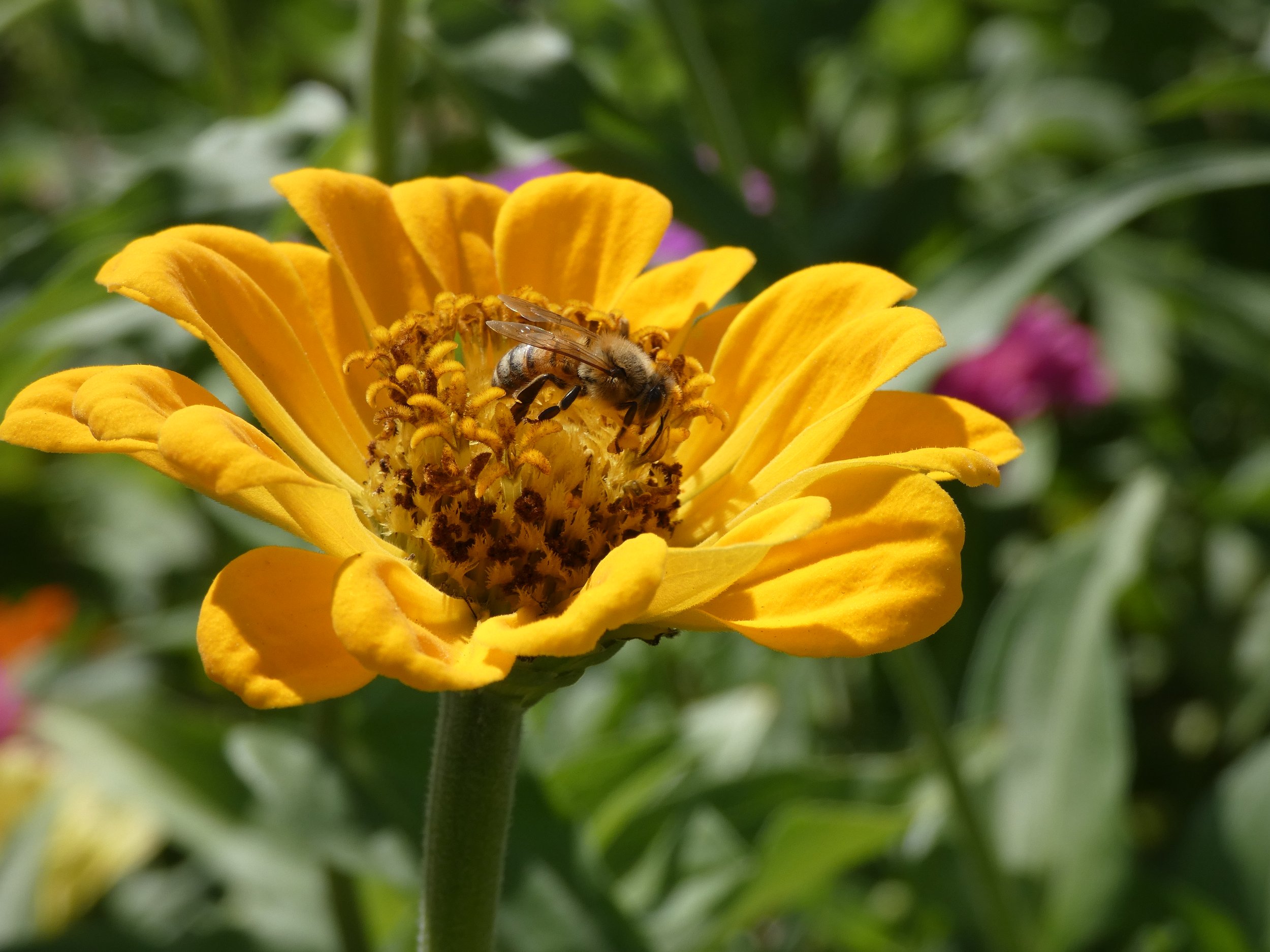 A honey bee collecting nectar from a bright yellow flower in a lush garden setting.
