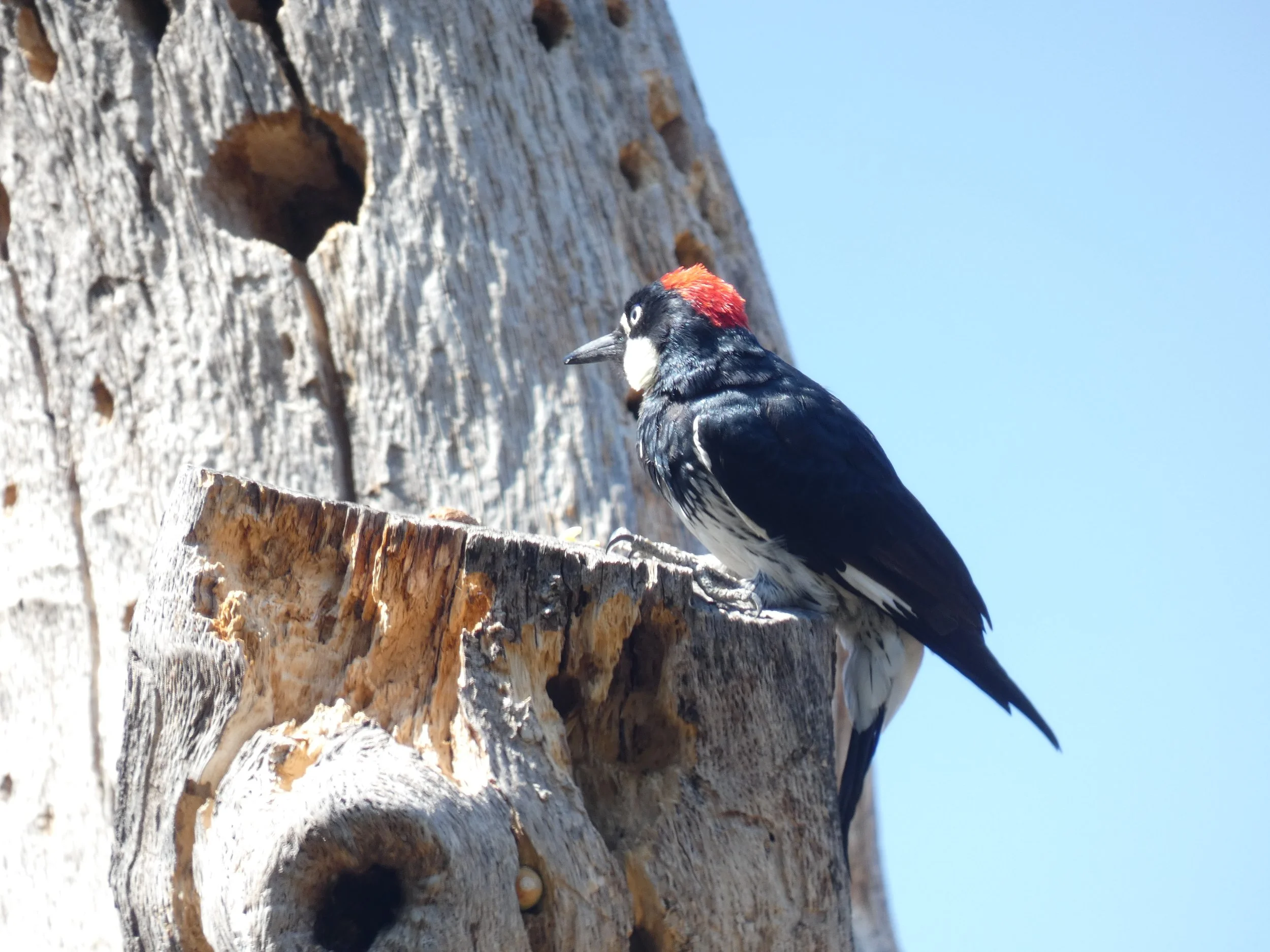 A woodpecker with a black body and red crown, perched on the side of a tree trunk, with holes in the bark and a clear blue sky in the background.
