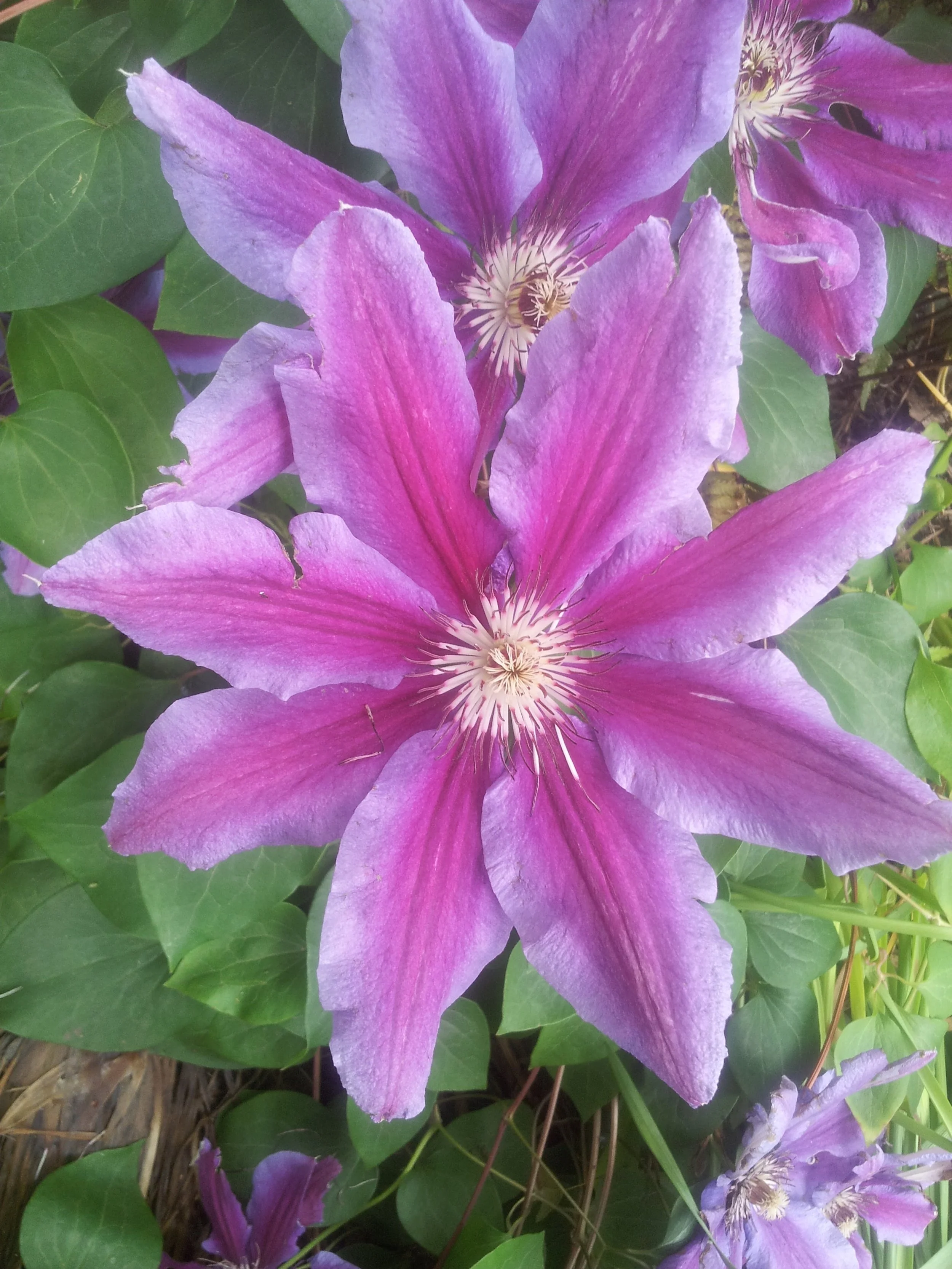 Close-up of large purple and pink clematis flowers with green leaves.