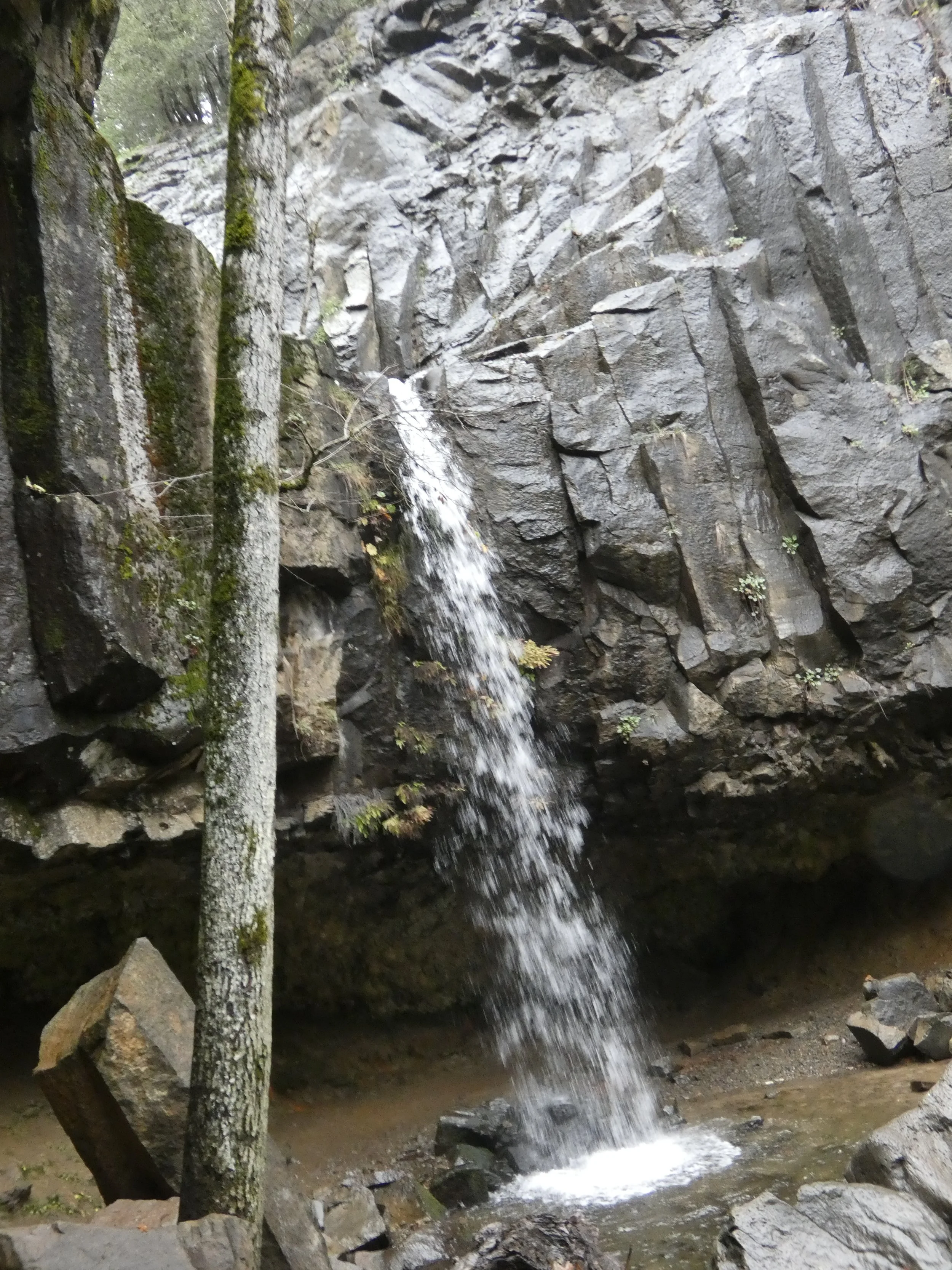 A small waterfall flowing over rocks in a forested area, surrounded by moss-covered trees and fallen branches.