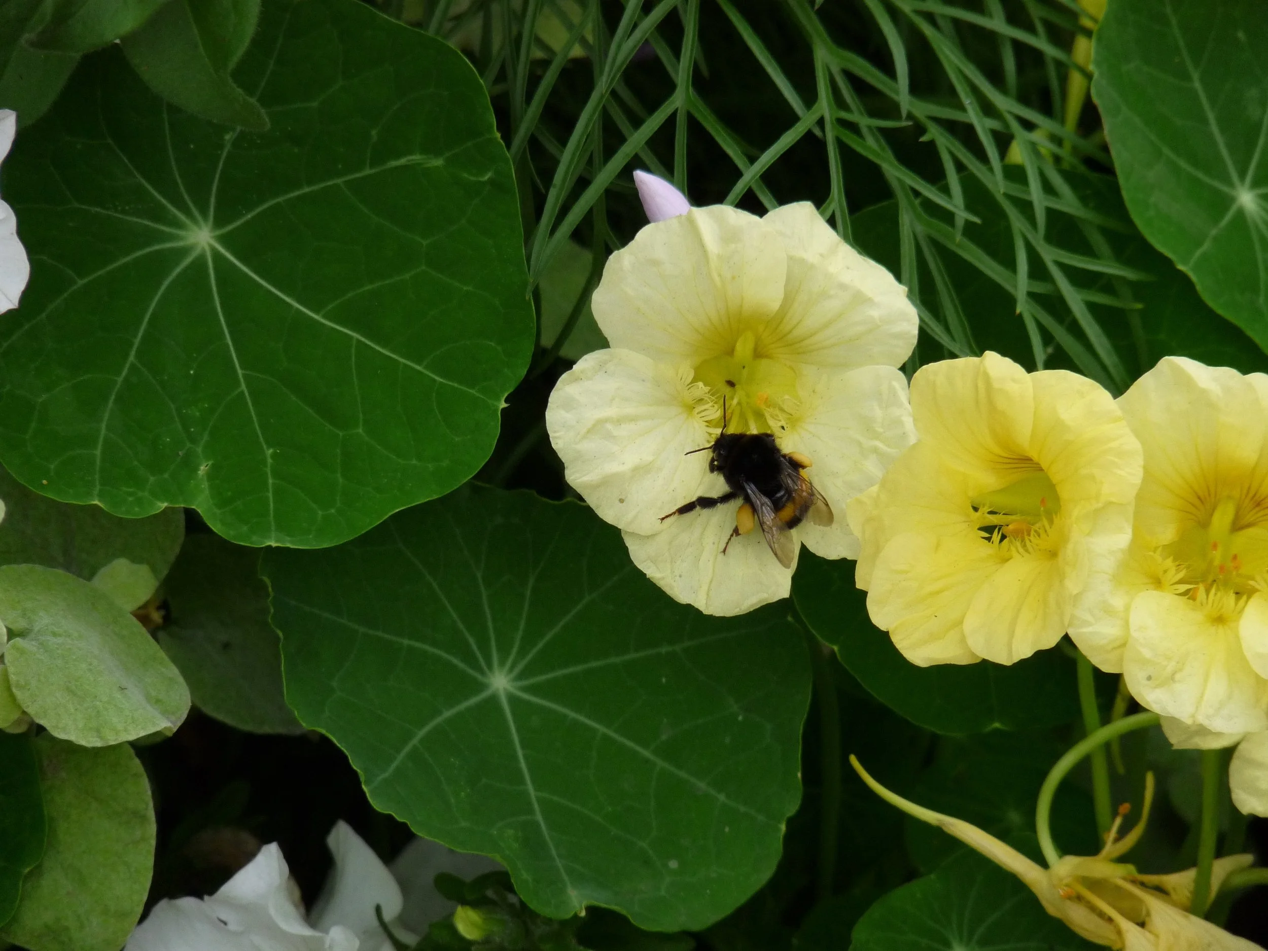 Close-up of yellow and white flowers, likely begonias, with green leaves and foliage around them, including a bee on one of the yellow flowers.
