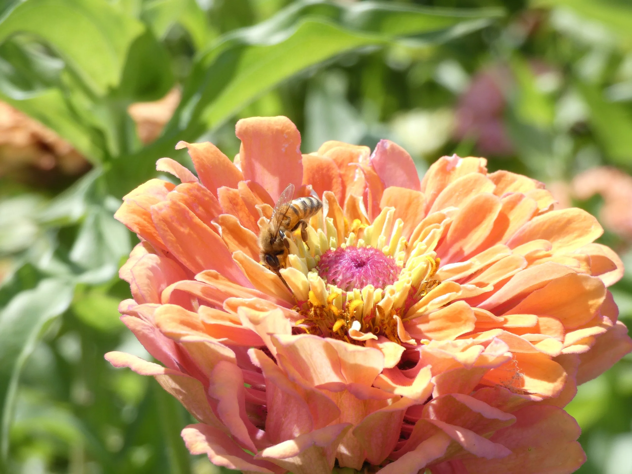 Close-up of a bee on a vibrant orange and pink flower with green leaves in the background.