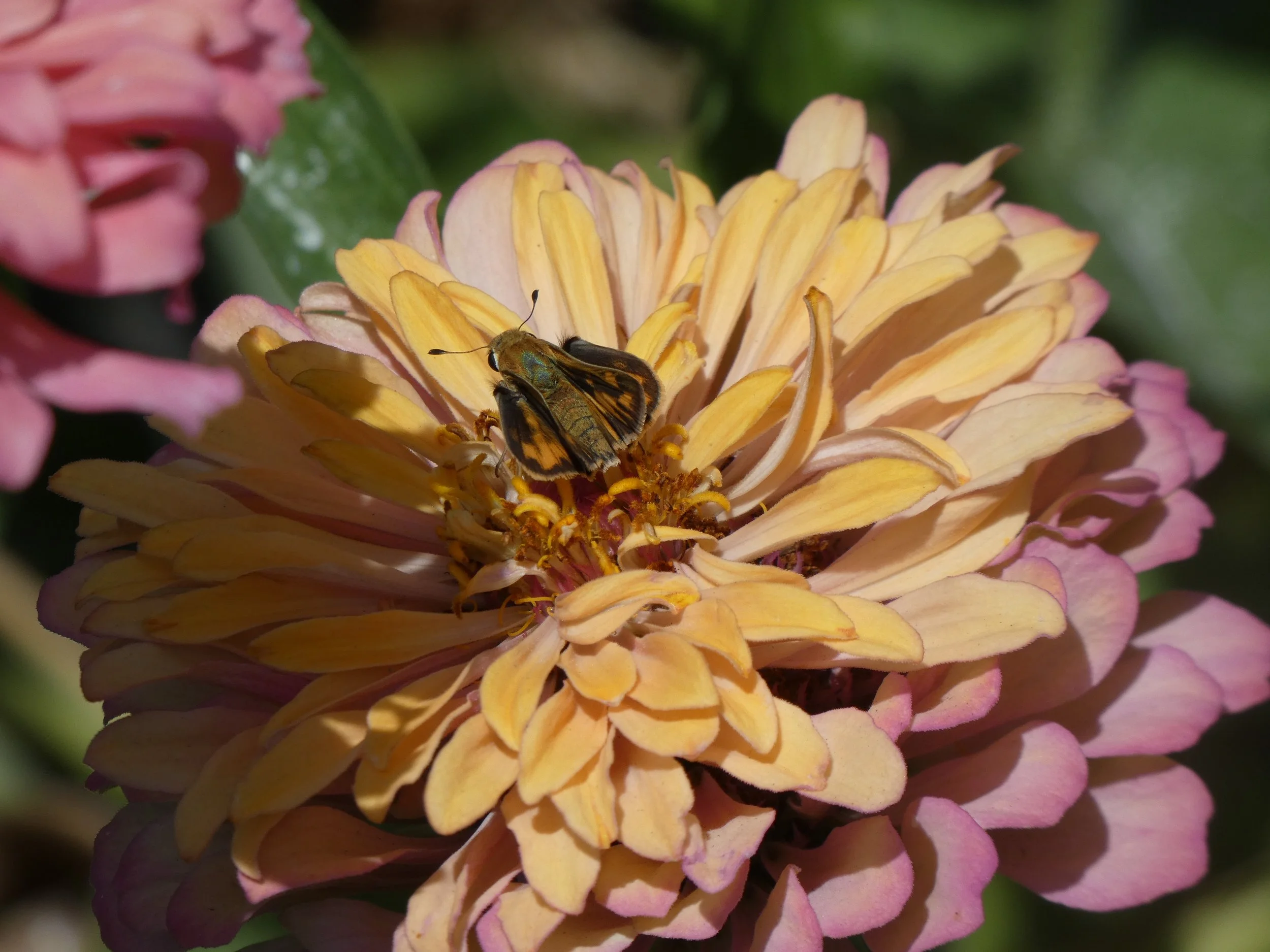 Close-up of a yellow and pink flower with a bee collecting nectar from its center.