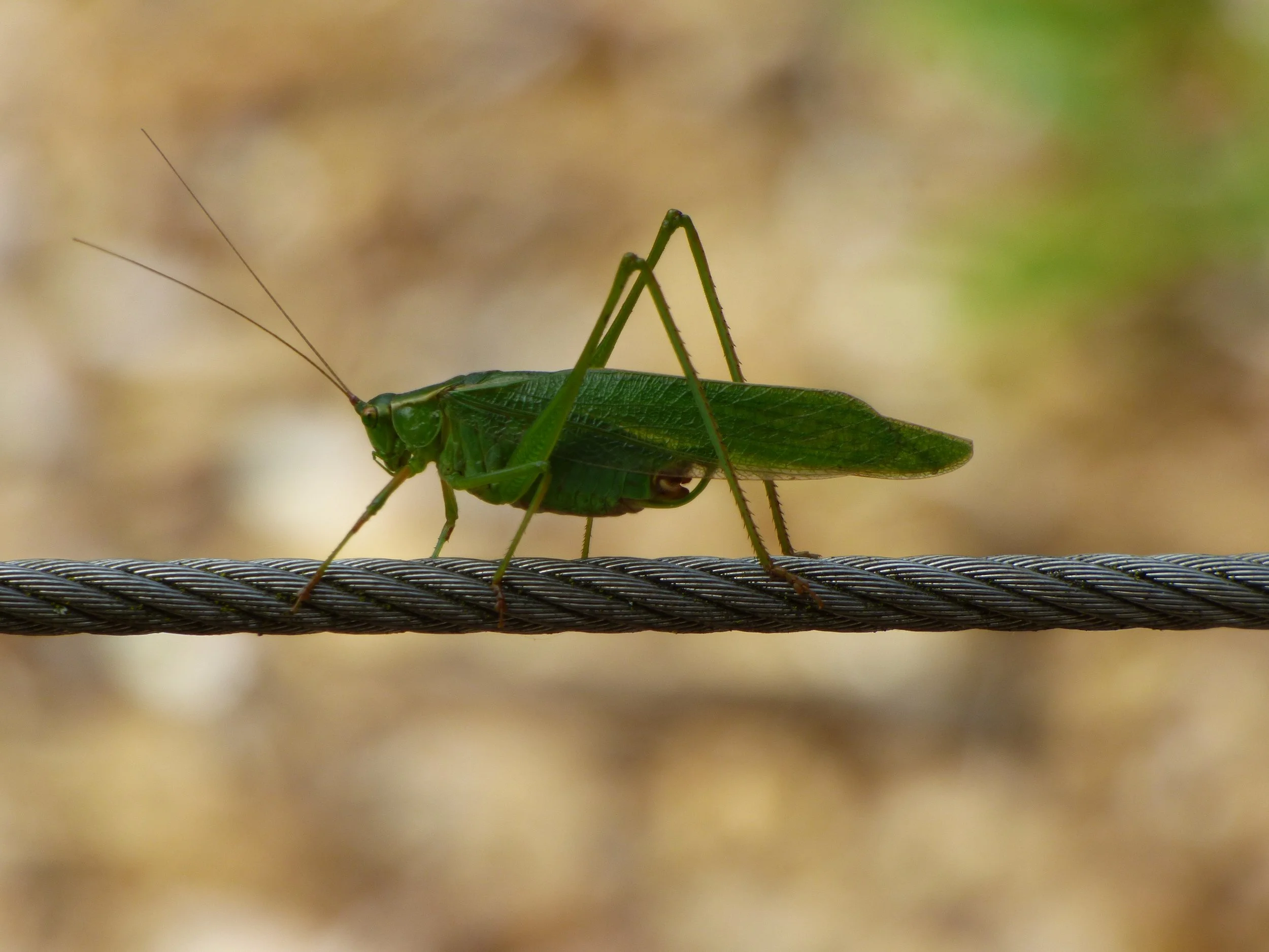 Close-up of a green insect, likely a grasshopper, perched on a horizontal wire with a blurred background.