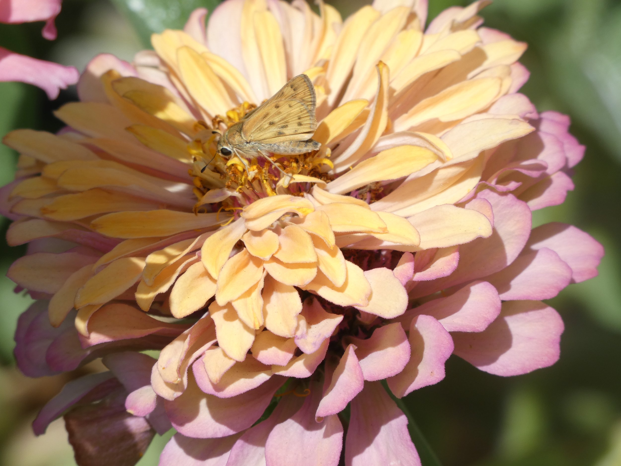 A close-up of a pink and yellow flower with a small beige butterfly perched on the center of the flower.