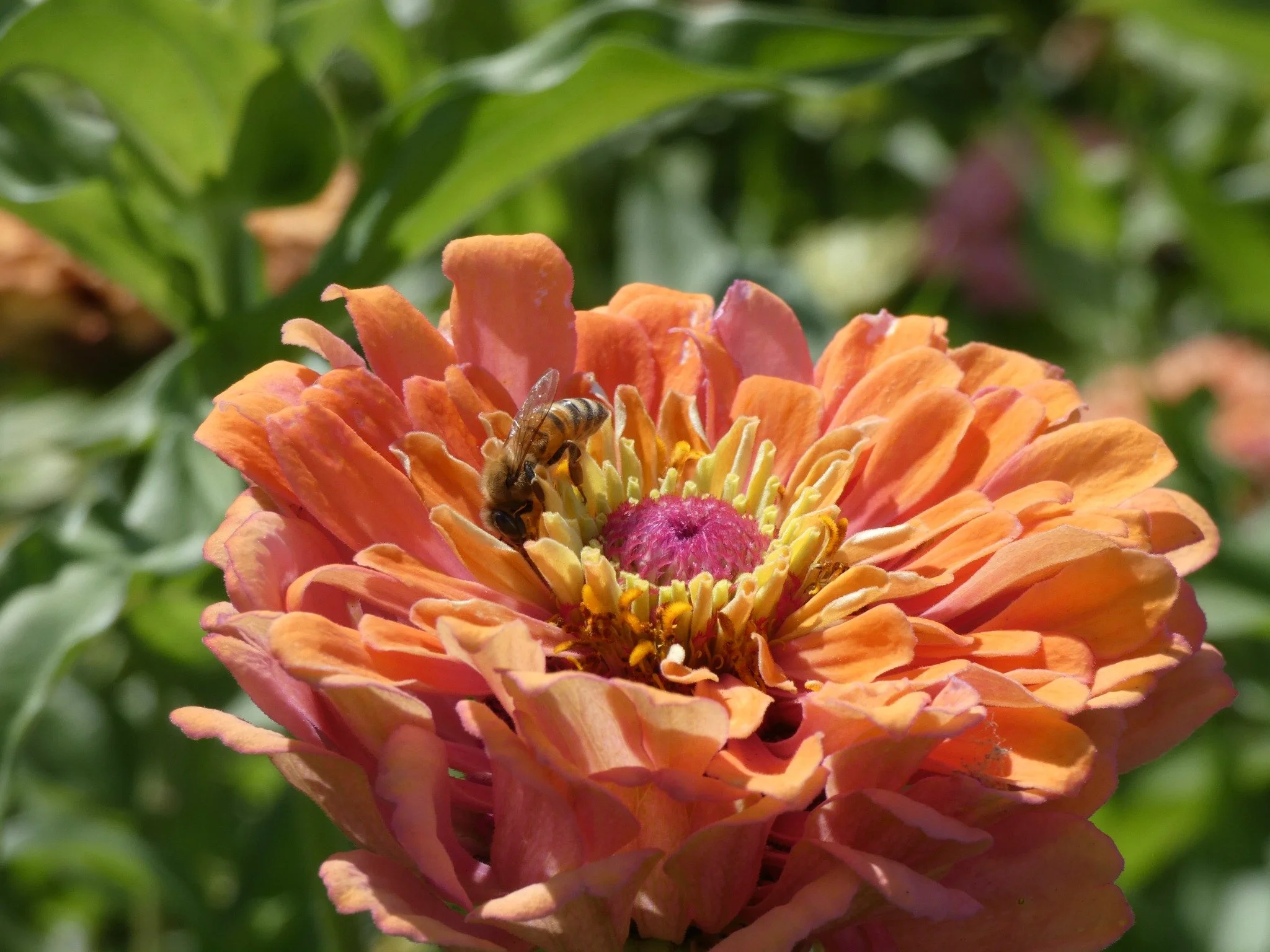 Close-up of a vibrant orange flower with a bee gathering nectar on its center, surrounded by green leaves.