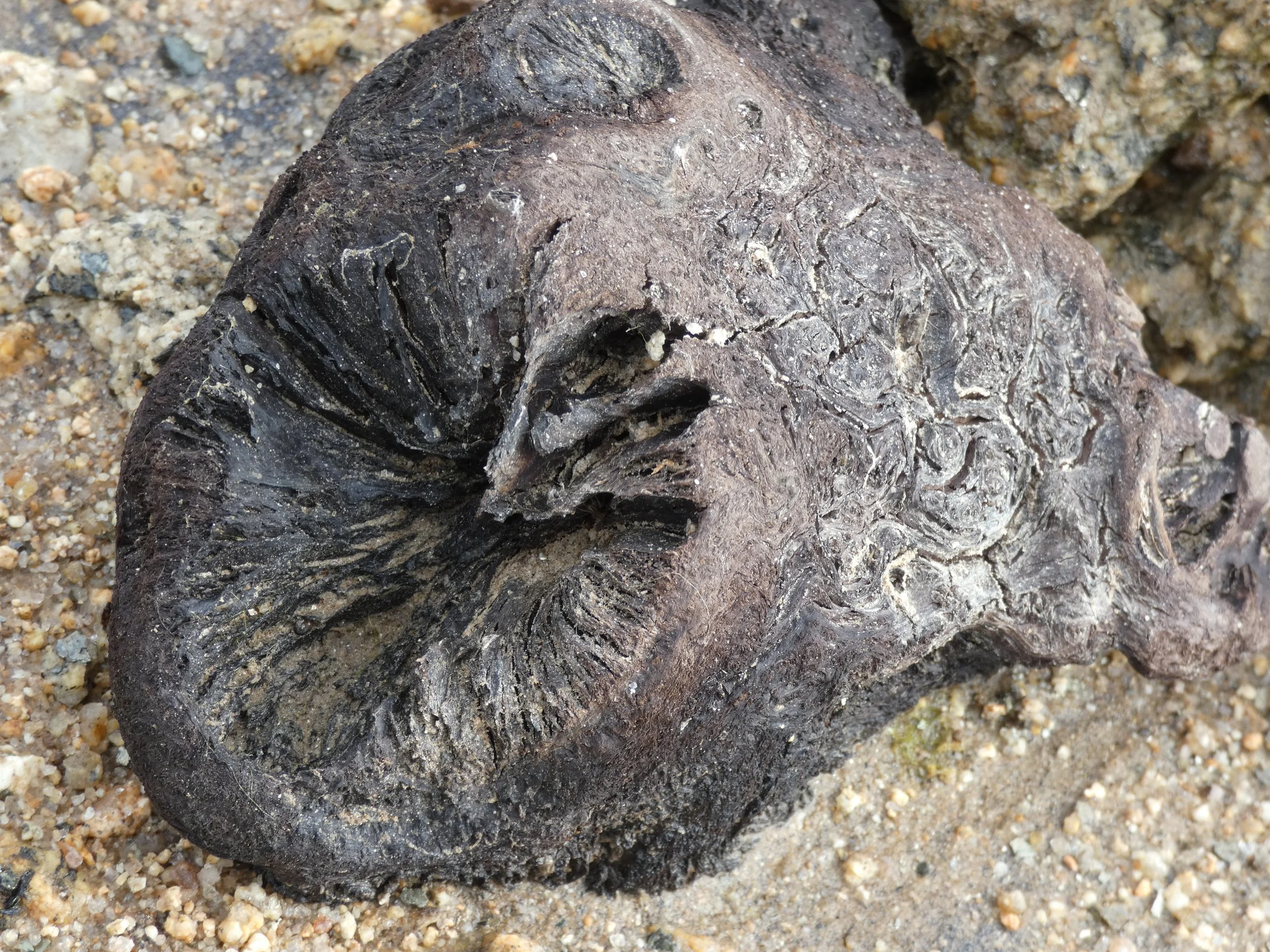 A close-up of a large, dark brown rock with a rough texture, surrounded by small, multicolored grains of sand and smaller rocks.