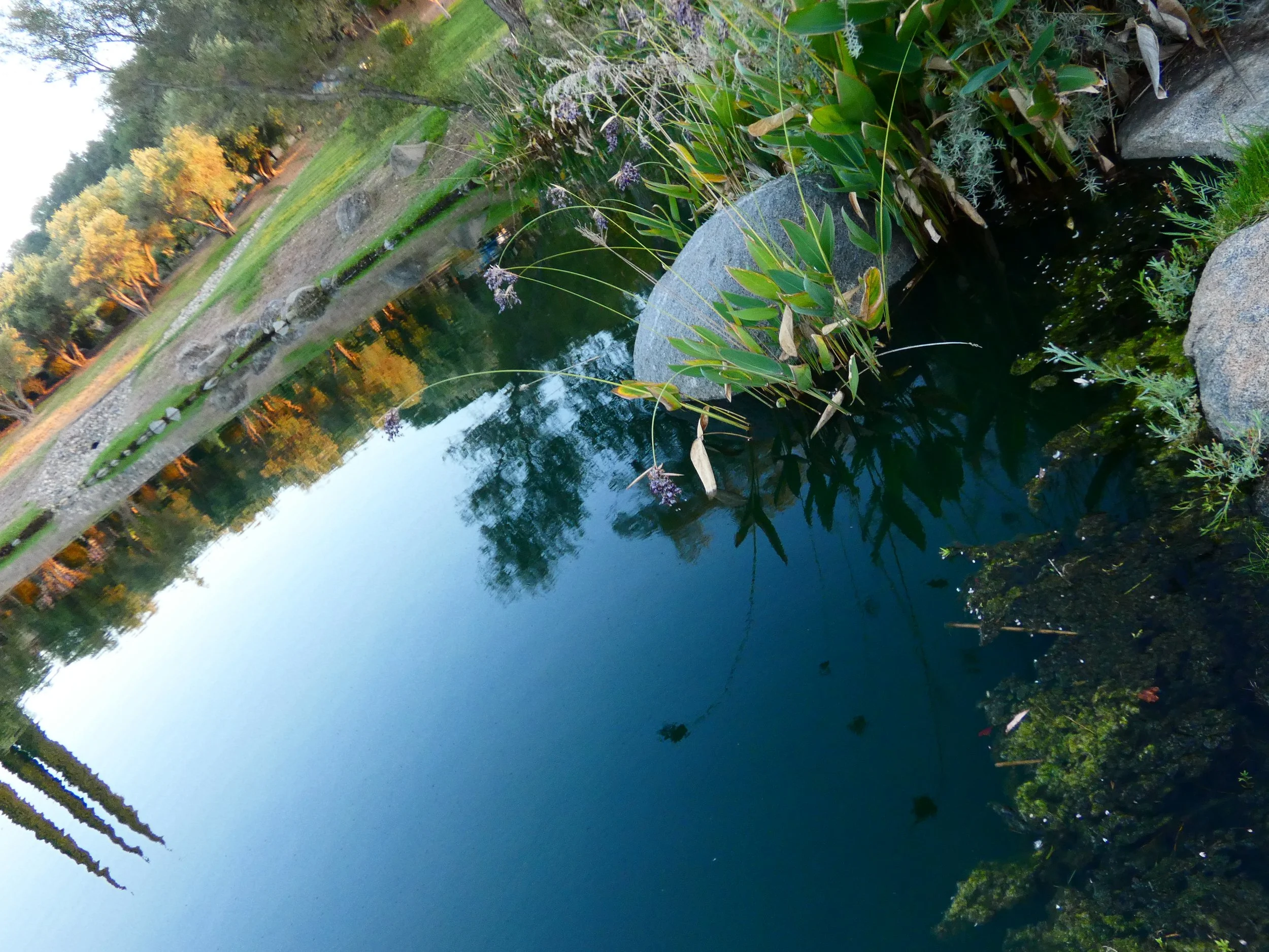 A peaceful pond surrounded by trees with autumn foliage, large rocks along the edge, and aquatic plants with purple flowers in the foreground.