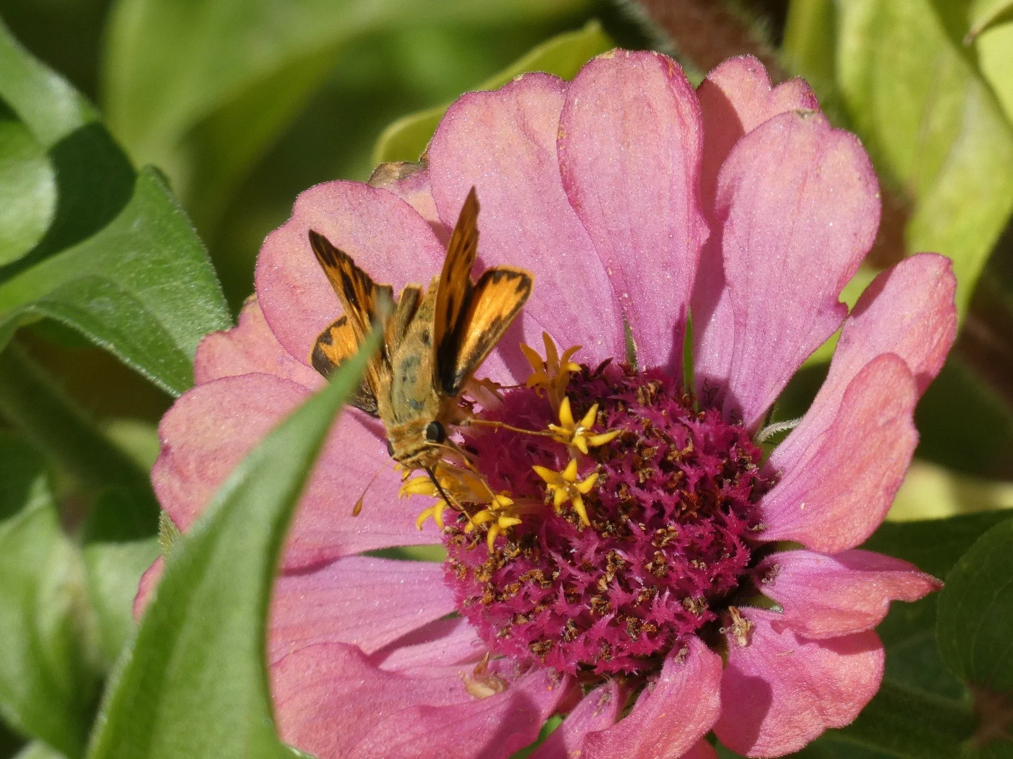 Close-up of a butterfly on a pink flower with green leaves in the background.