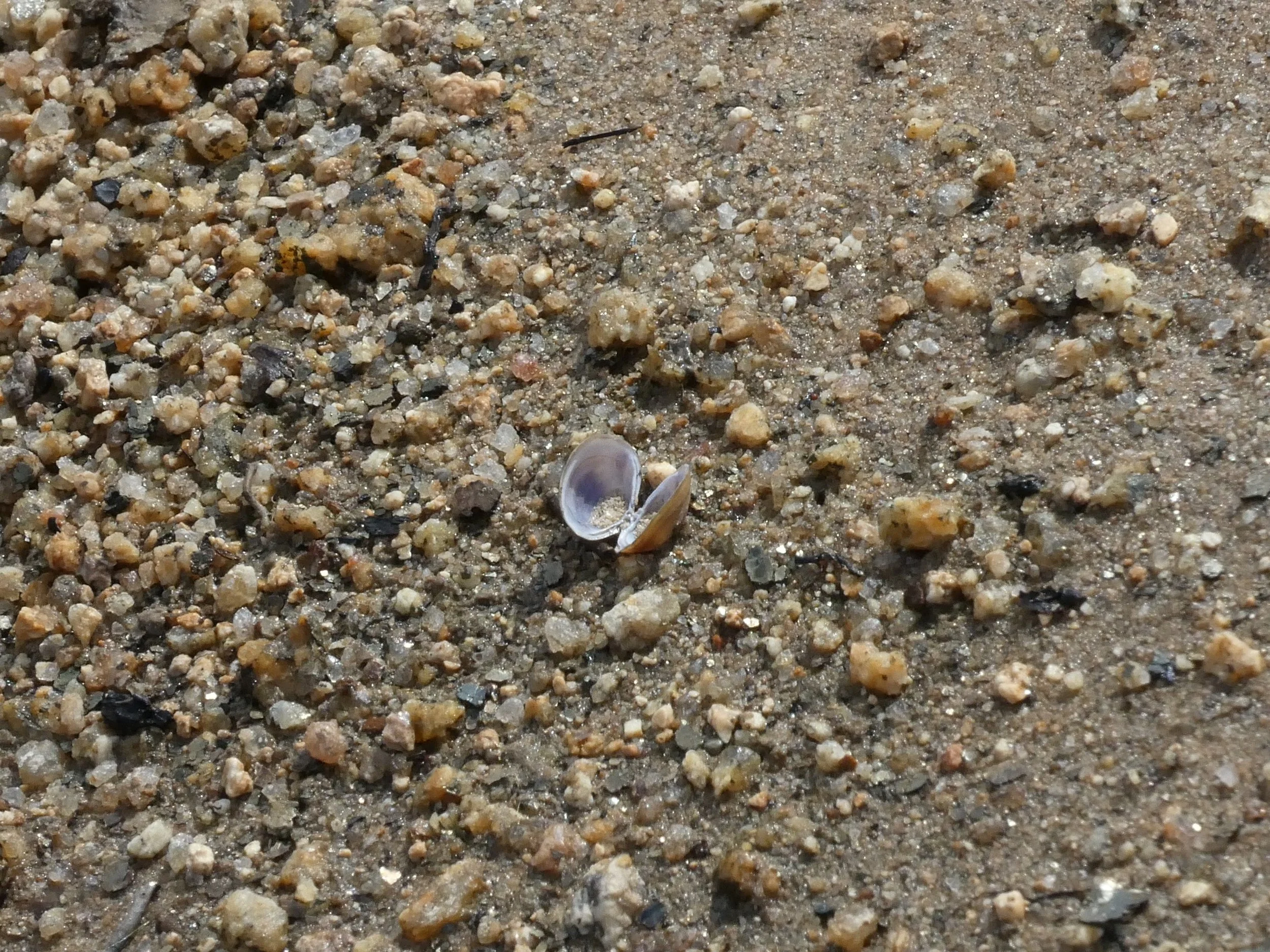 Close-up of a sandy beach with small pebbles, shells, and tiny black stones, with a person's feet partially visible at the bottom of the image.
