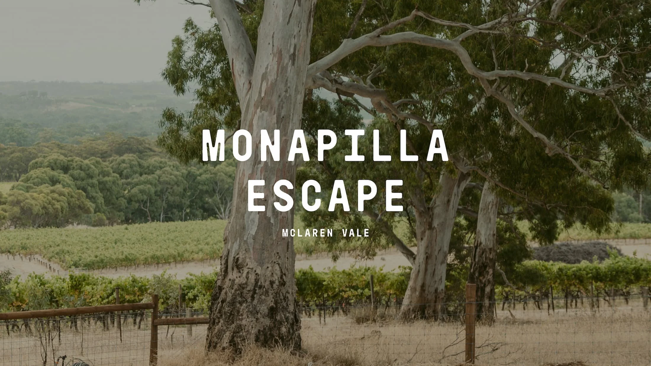 monapilla-00 (1).jpg