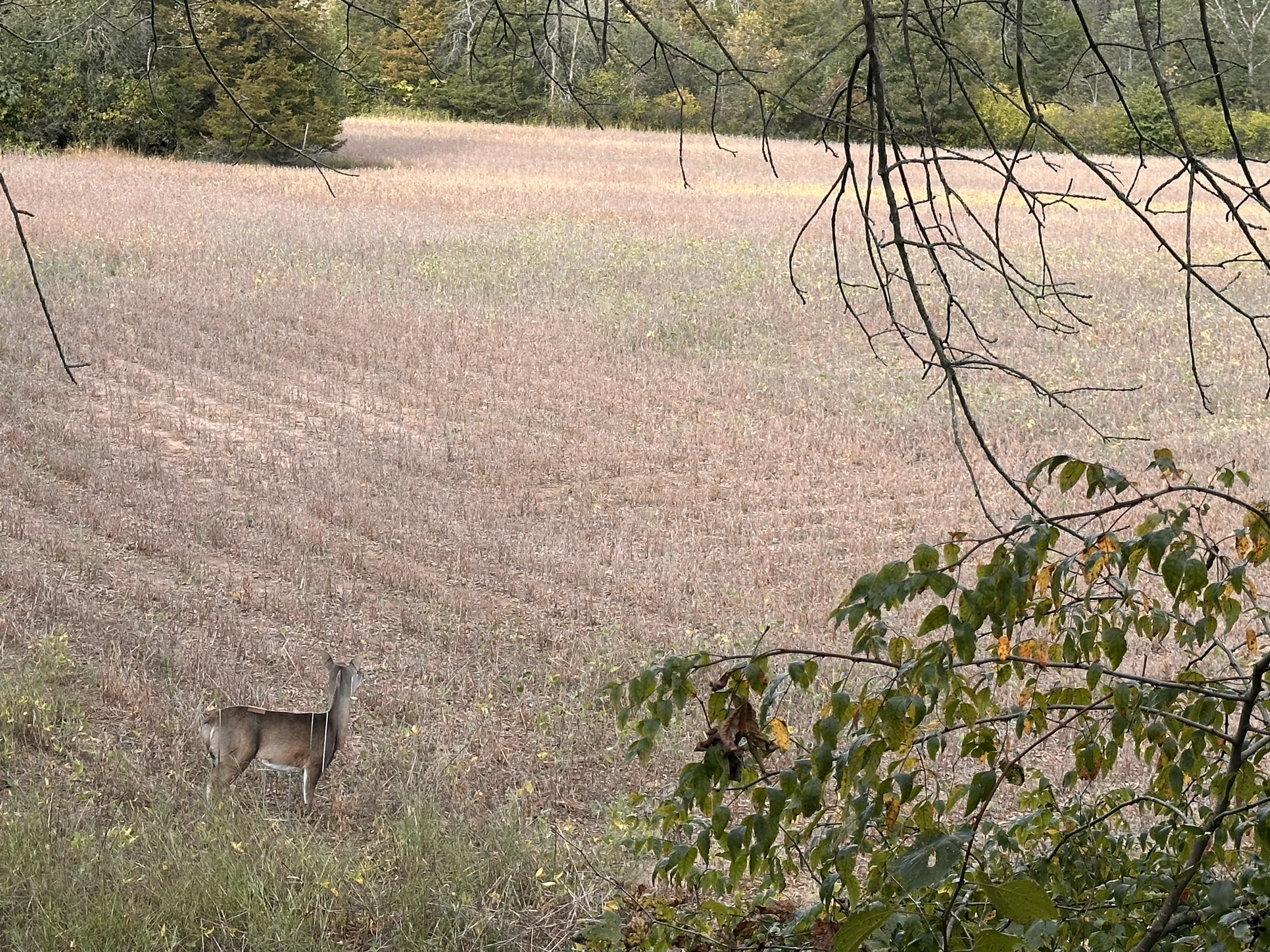 Field Deer Decoy.png
