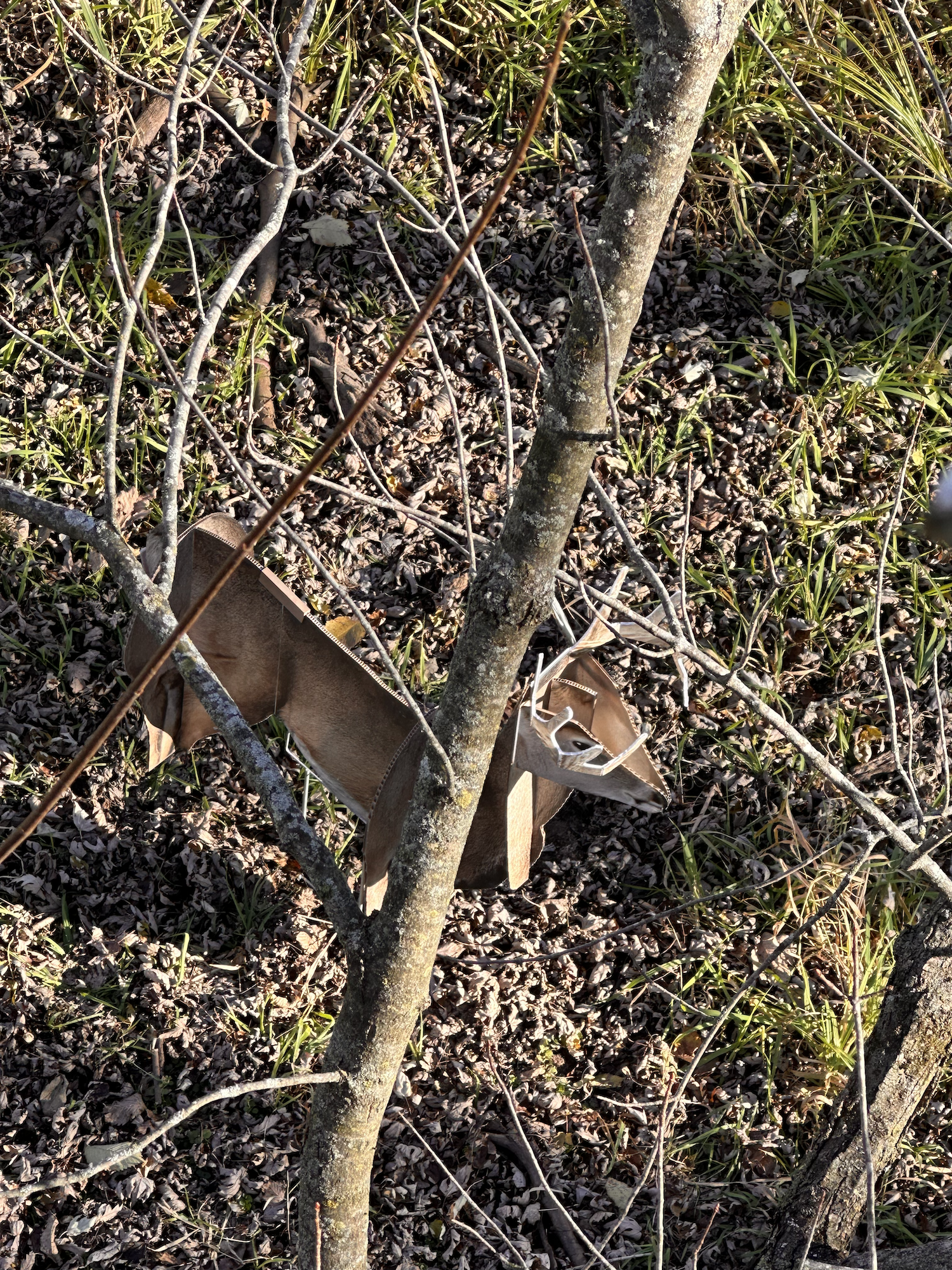 Buck Decoy Top View.png