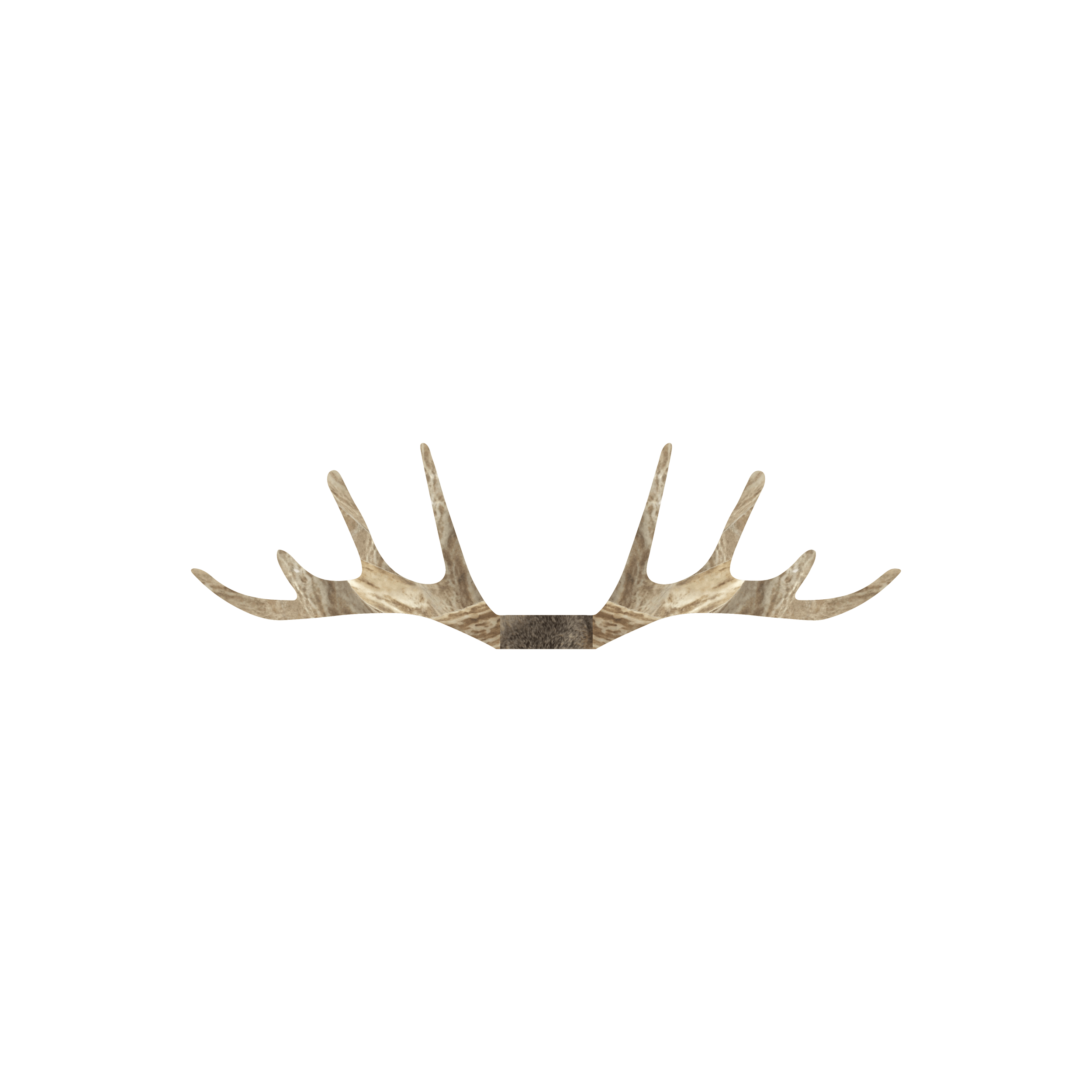 WhitetailAntler2.png