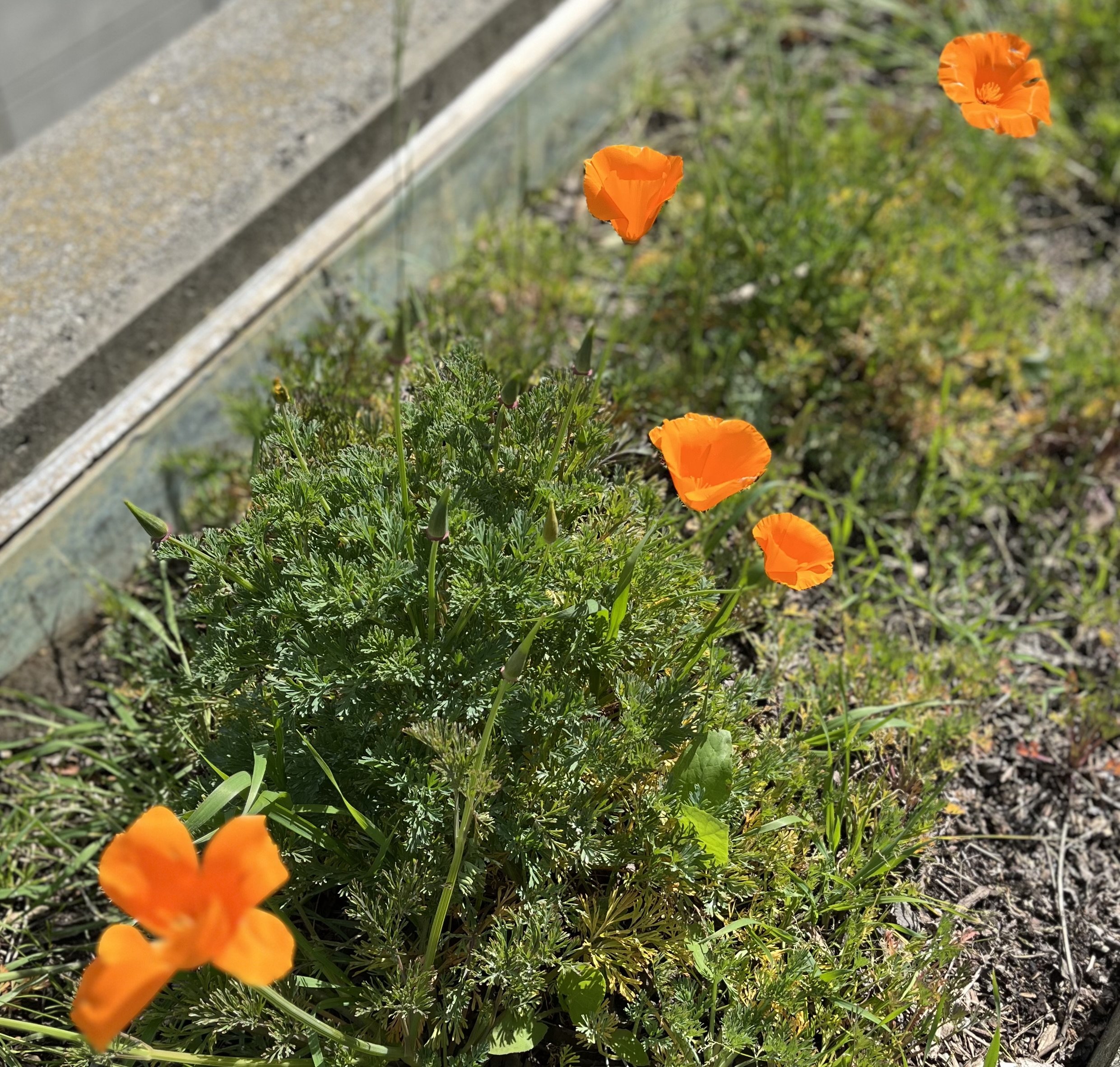 Orange poppies growing along a garden bed with green foliage, next to a concrete and glass barrier, united states, and immigration consulting services.