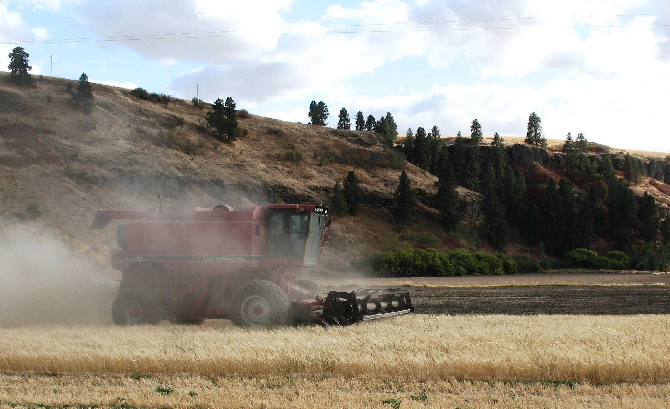 colony red hulless 2015 030.JPG