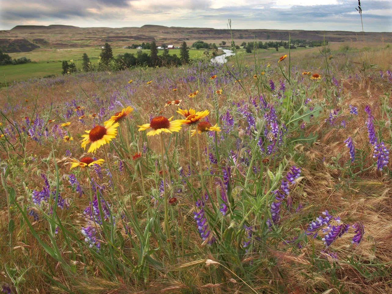 Palouse River Spring.jpg