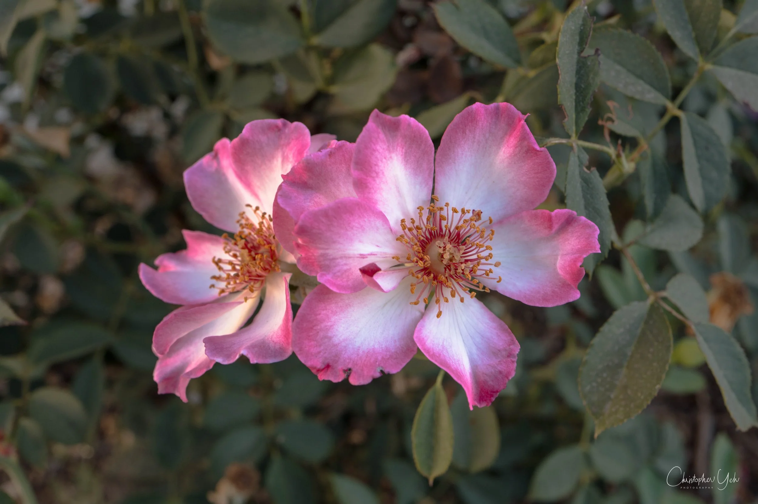 Close-up of pink and white flowers with yellow stamens blooming on a plant with green leaves.