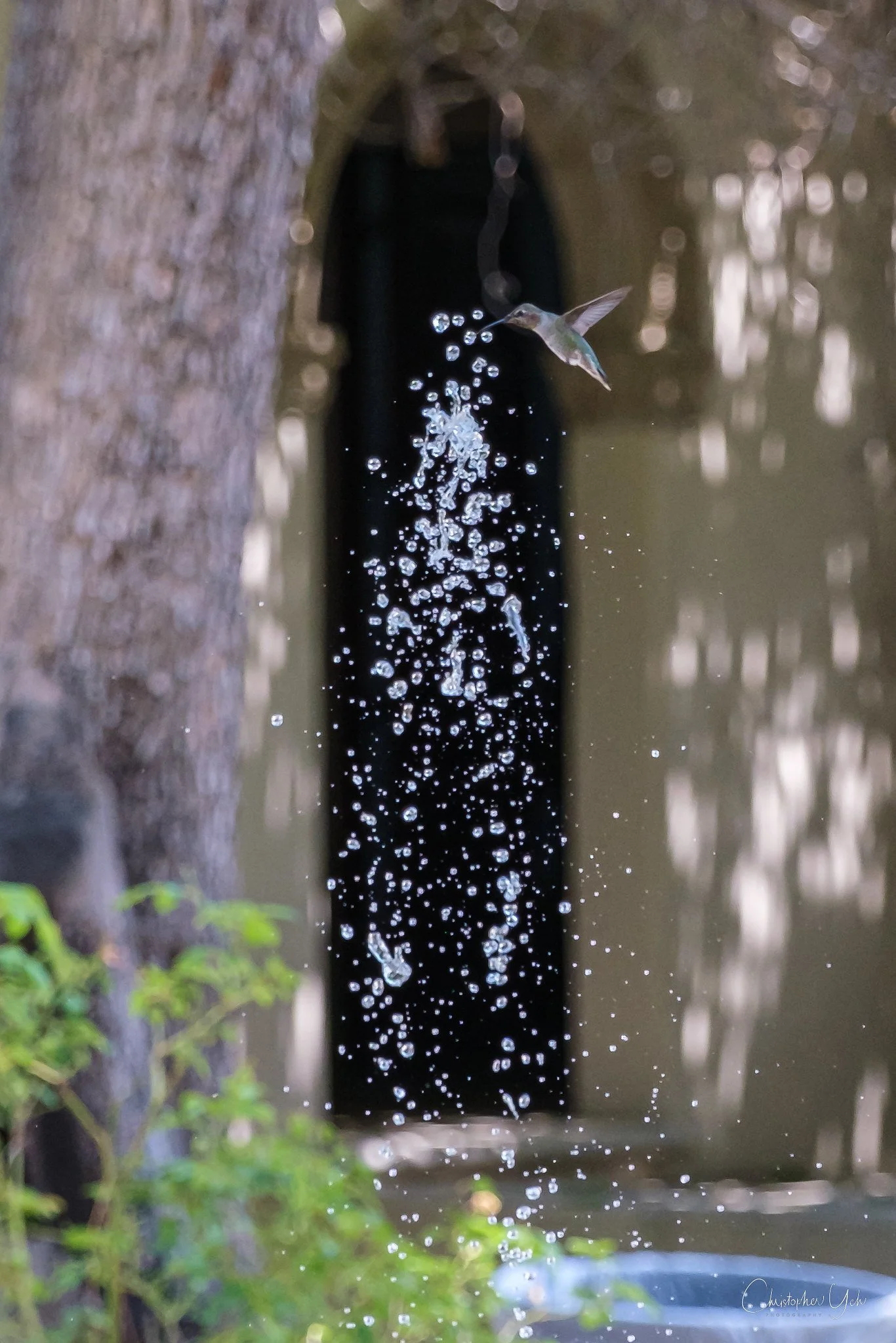 hummingbird and fountain
