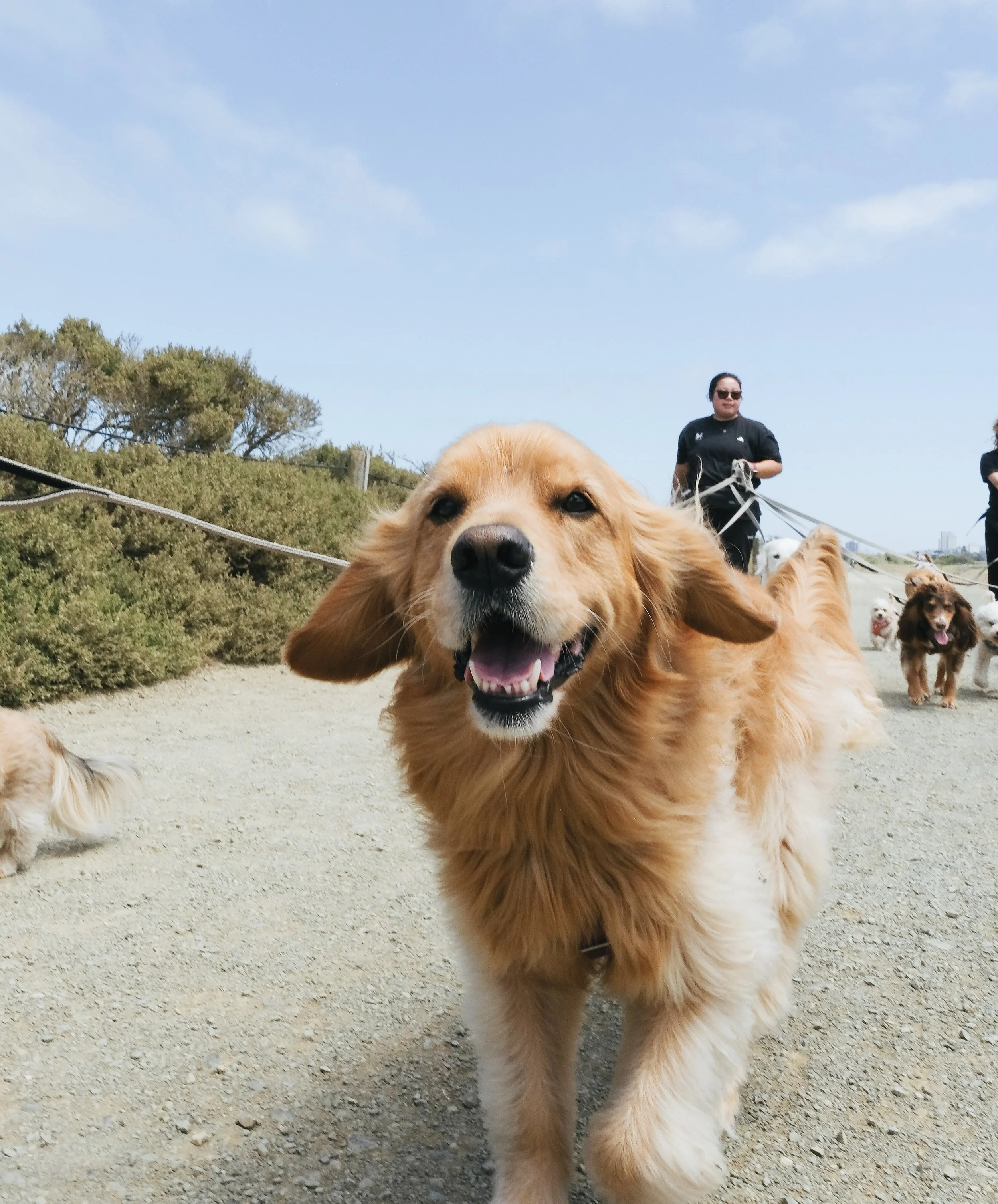 How Walking Helps Reduce Destructive Dog Behaviors at Home