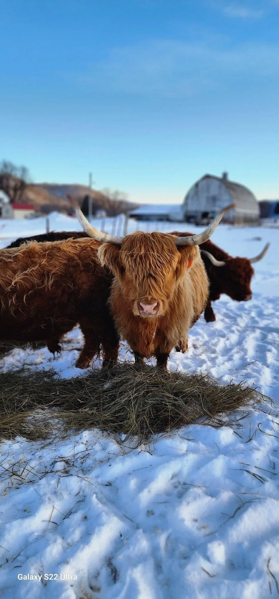 About Tiny Acres | Discover Mini Highland Cattle — Visit Today — Tiny ...
