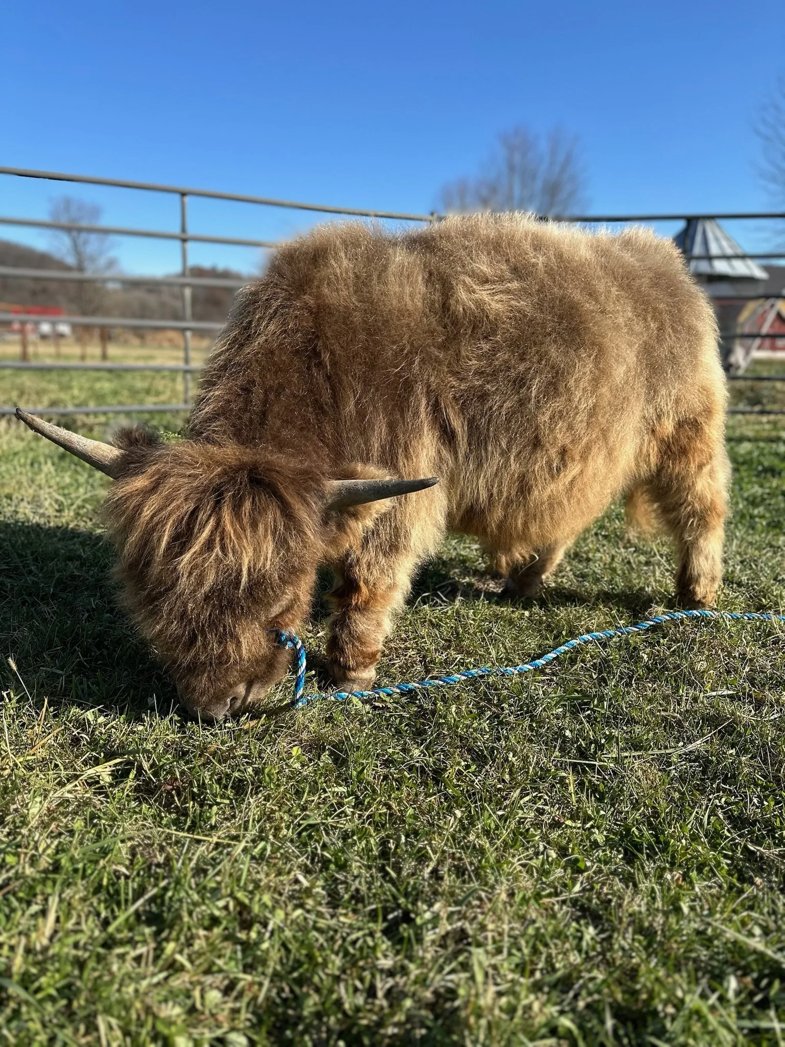A brown Highland cow grazing on grass in a fenced outdoor area on a sunny day.