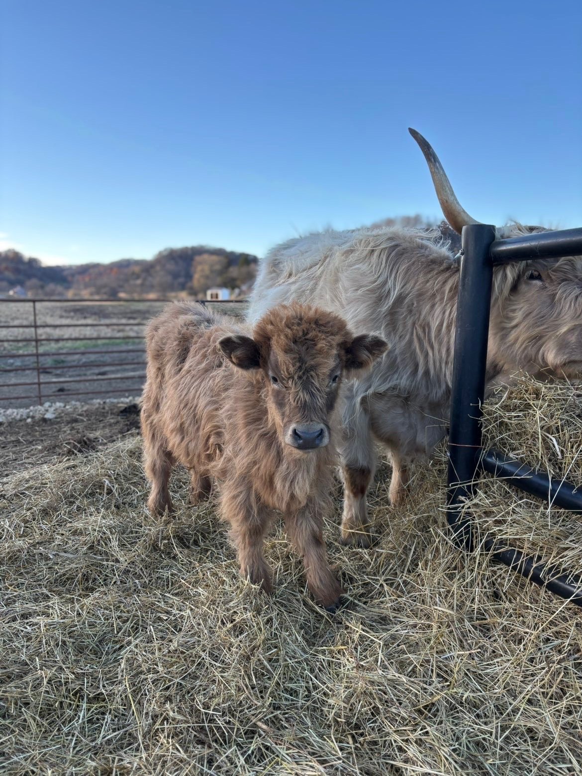 A brown calf standing on hay next to a larger cow in a farm enclosure with hills in the background and a clear blue sky.