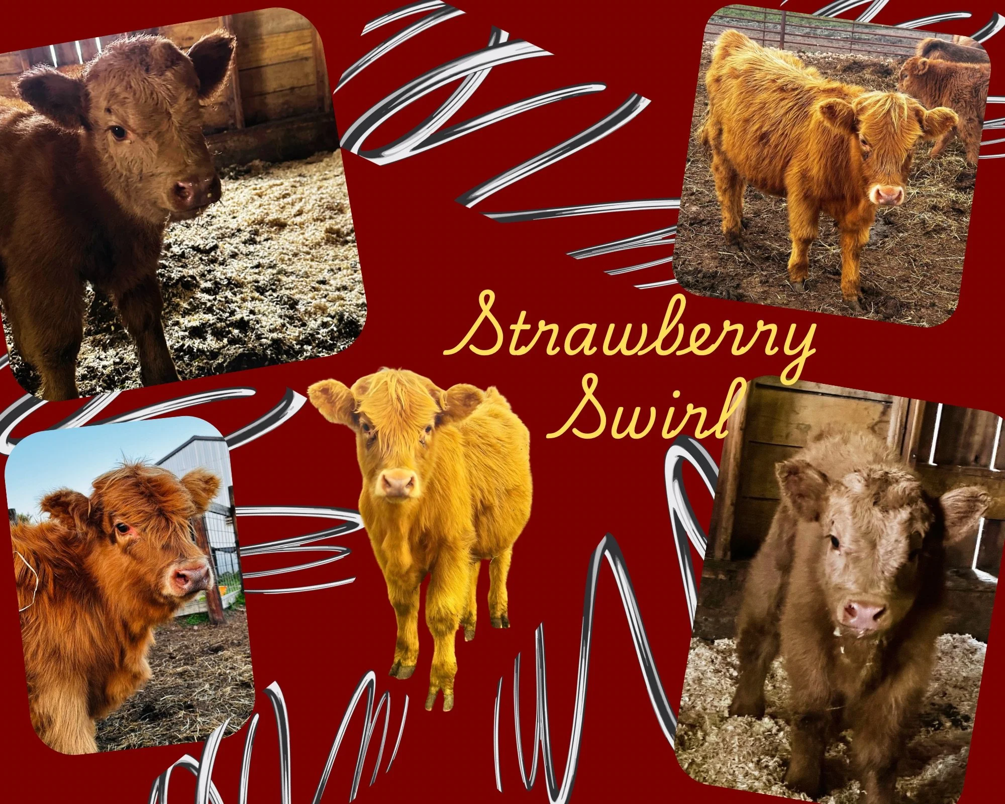 Collage of five images of Highland calves, with the words "Strawberry Swirl" in the center on a red background with decorative black and white swirls