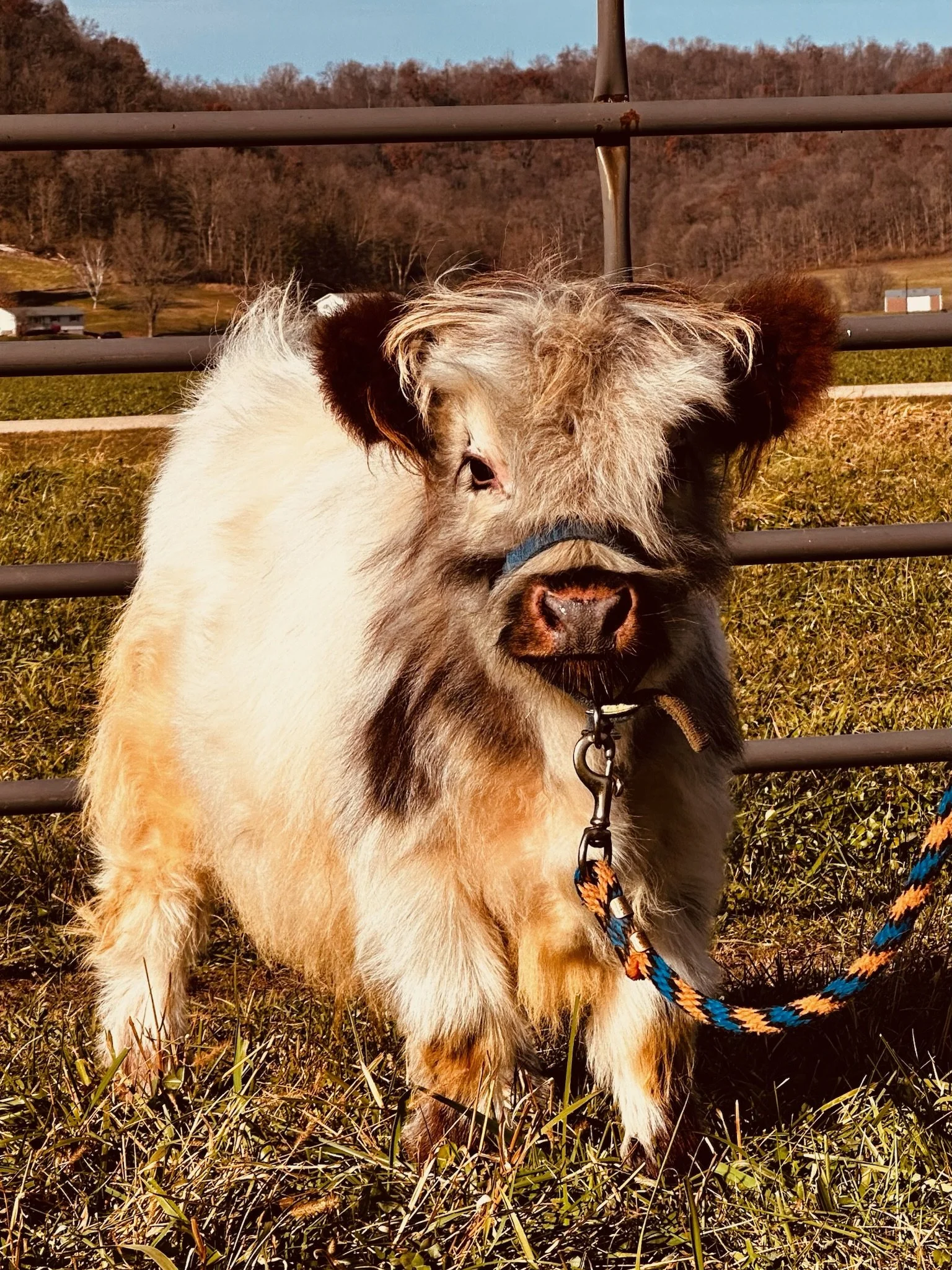 Young Highpark calf standing on grassy field in front of metal fence, with trees and hills in background.