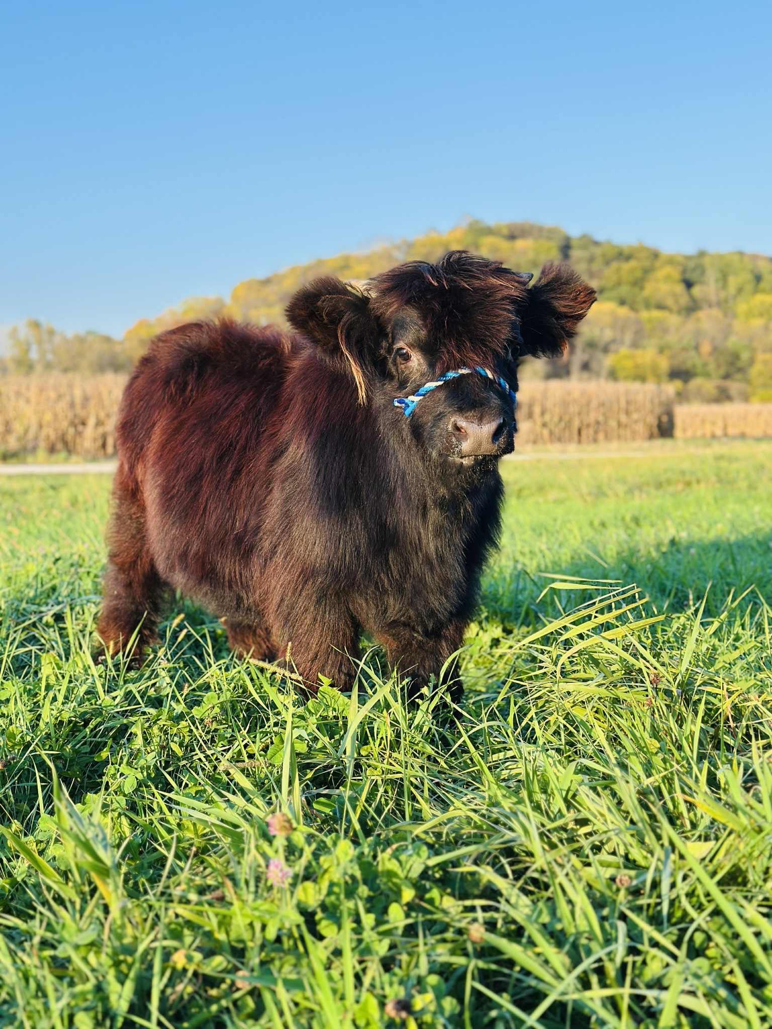 A black baby Highland cow  standing in green grass with a scenic background of hills, trees, and clear blue sky.