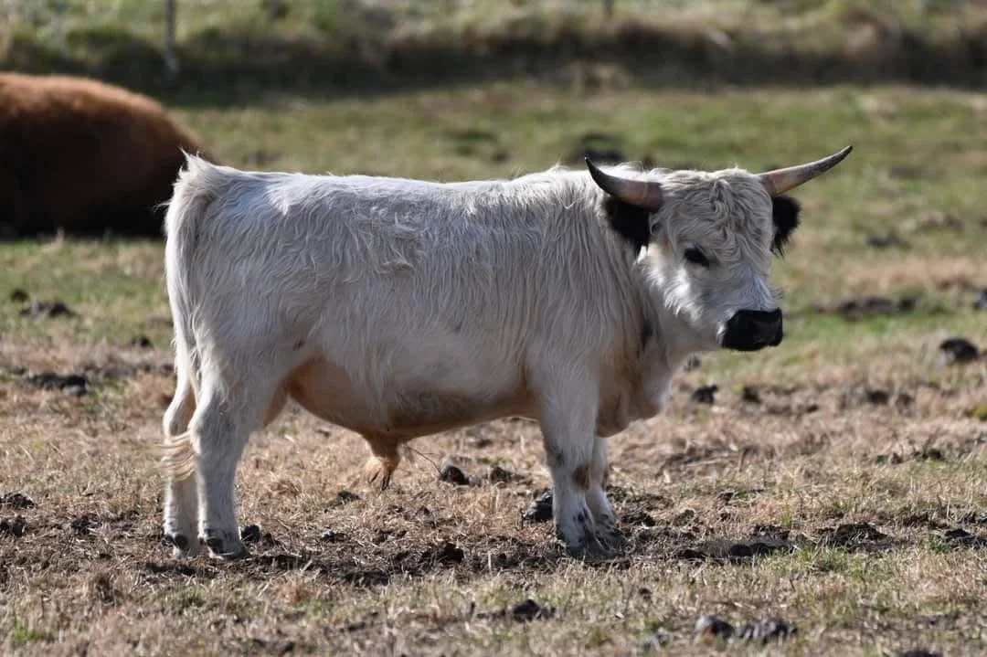 A miniature cow with white curly hair and small black and white horns standing in a grassy field.