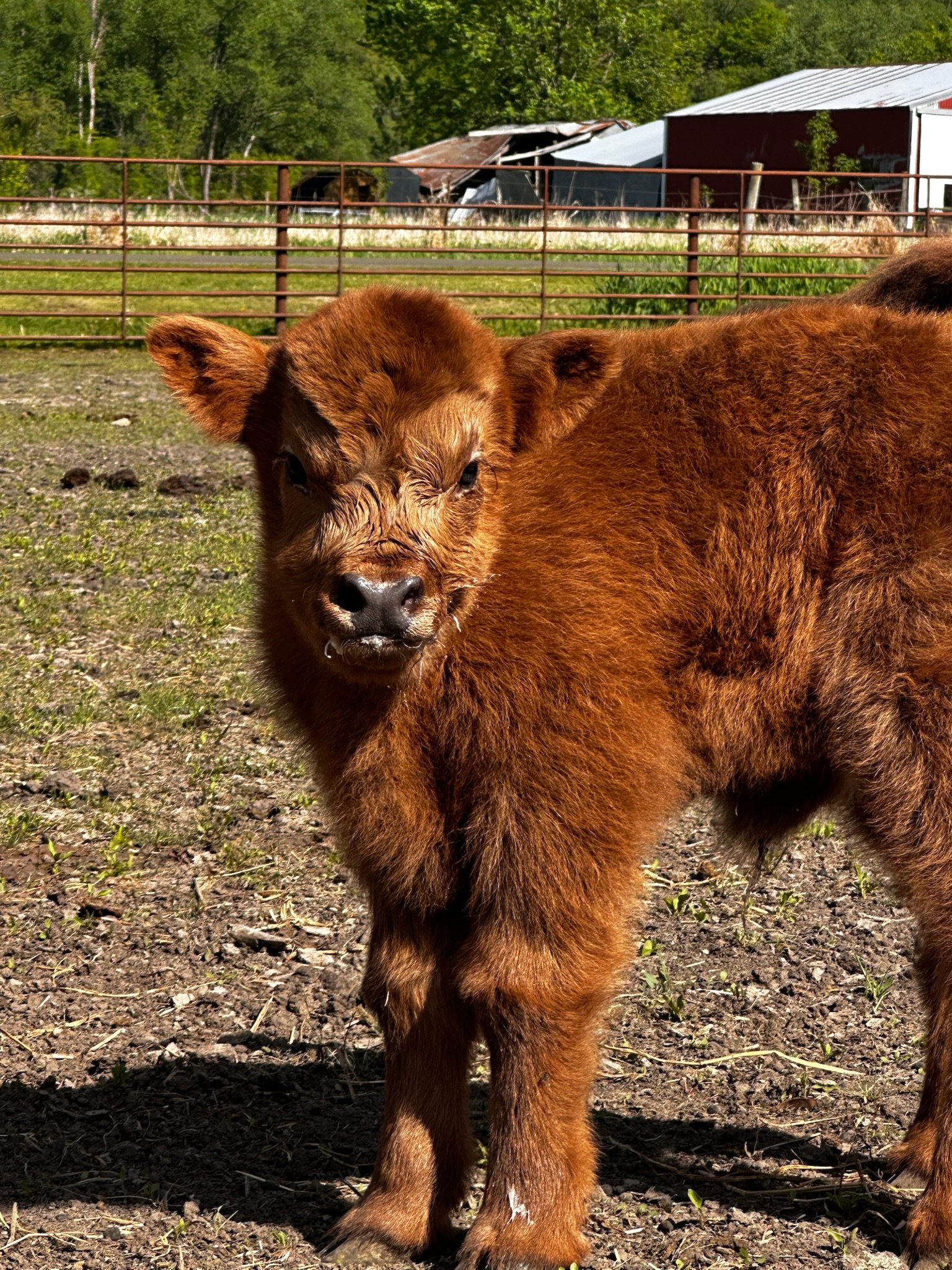 A baby brown calf standing outdoors on dirt ground near a fence, with trees and a partially damaged barn in the background.