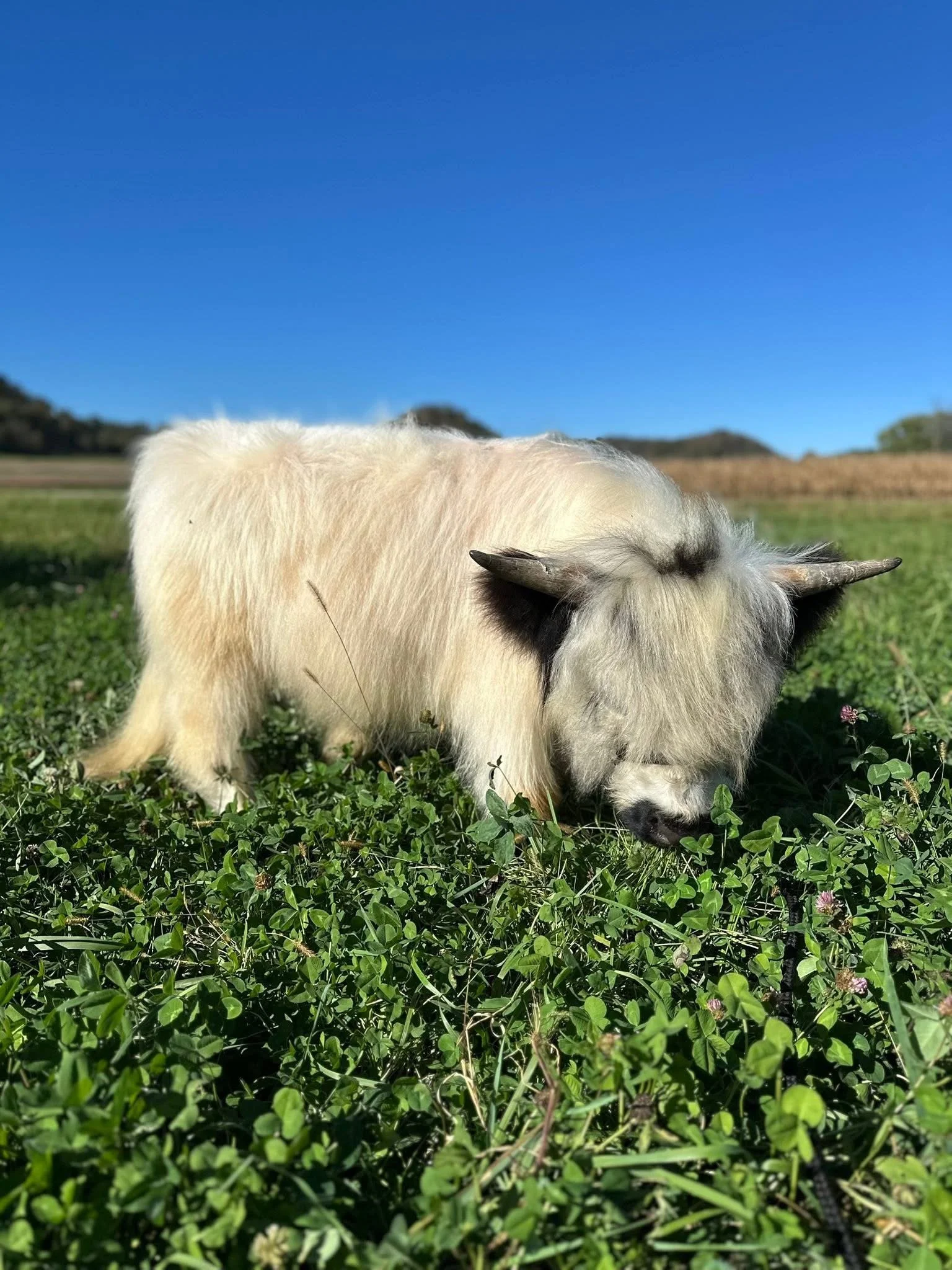 A small, fluffy white Highland cow grazing on green grass in a field under a clear blue sky.