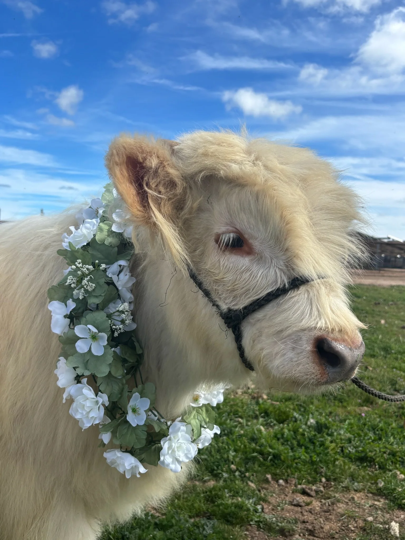 A white Highland cow wearing a flowered wreath around its neck stands outdoors on grass under a partly cloudy blue sky.