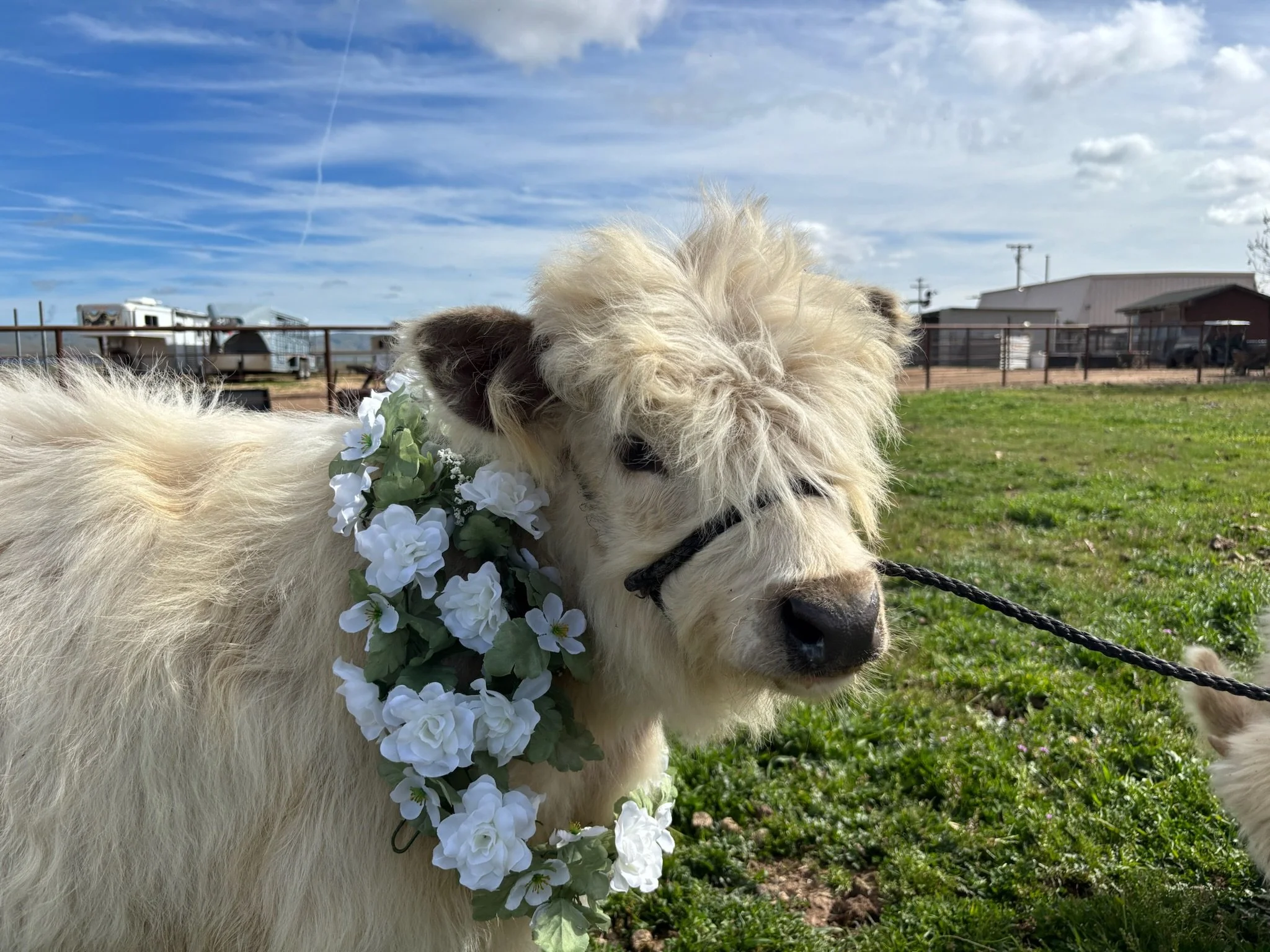 A large white Highland cow with curly fur wearing a white floral garland around its neck outdoors on a grassy field with structures and a blue sky in the background.