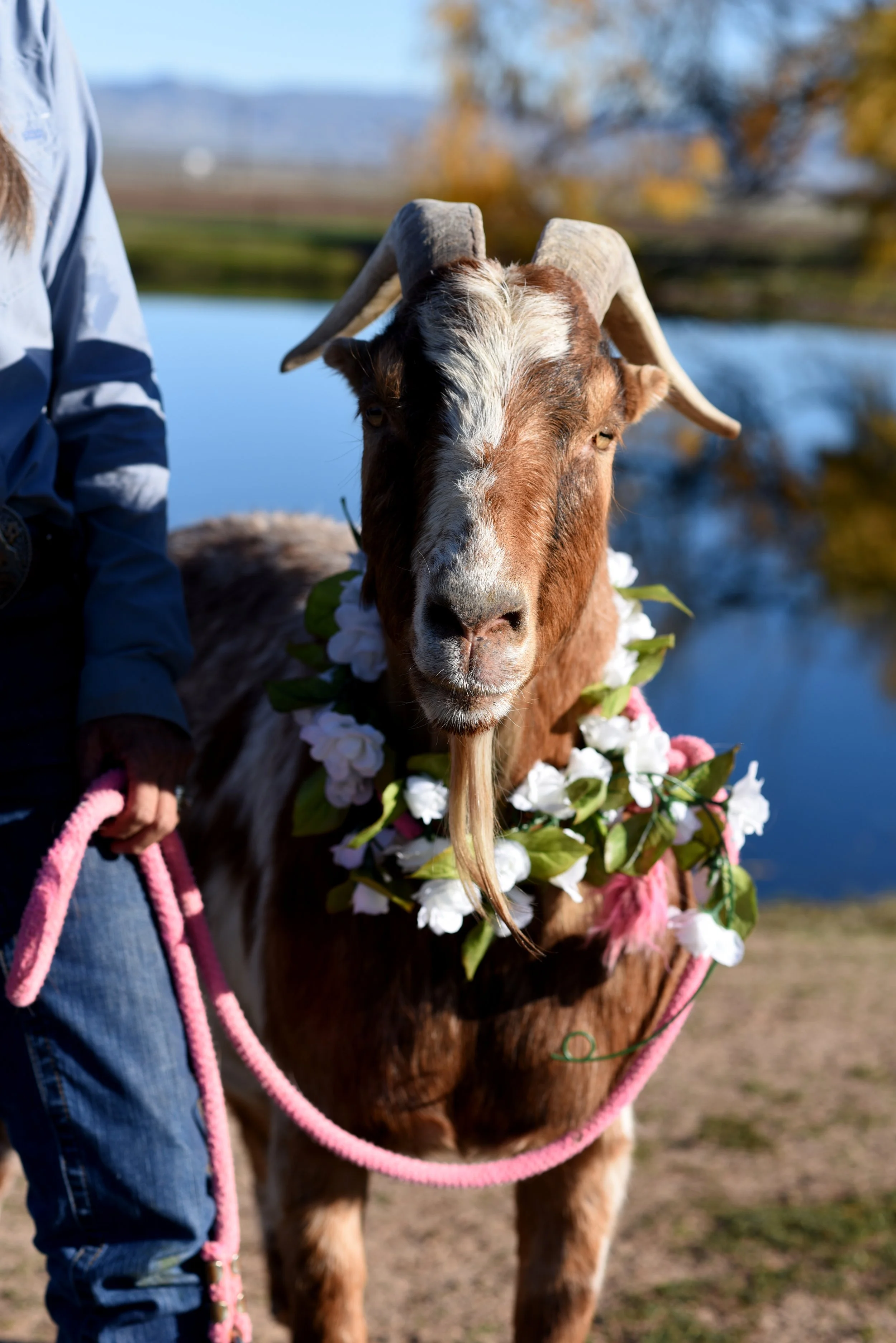 A goat decorated with a flower lei and pink leash standing near a body of water with trees and mountains in the background.