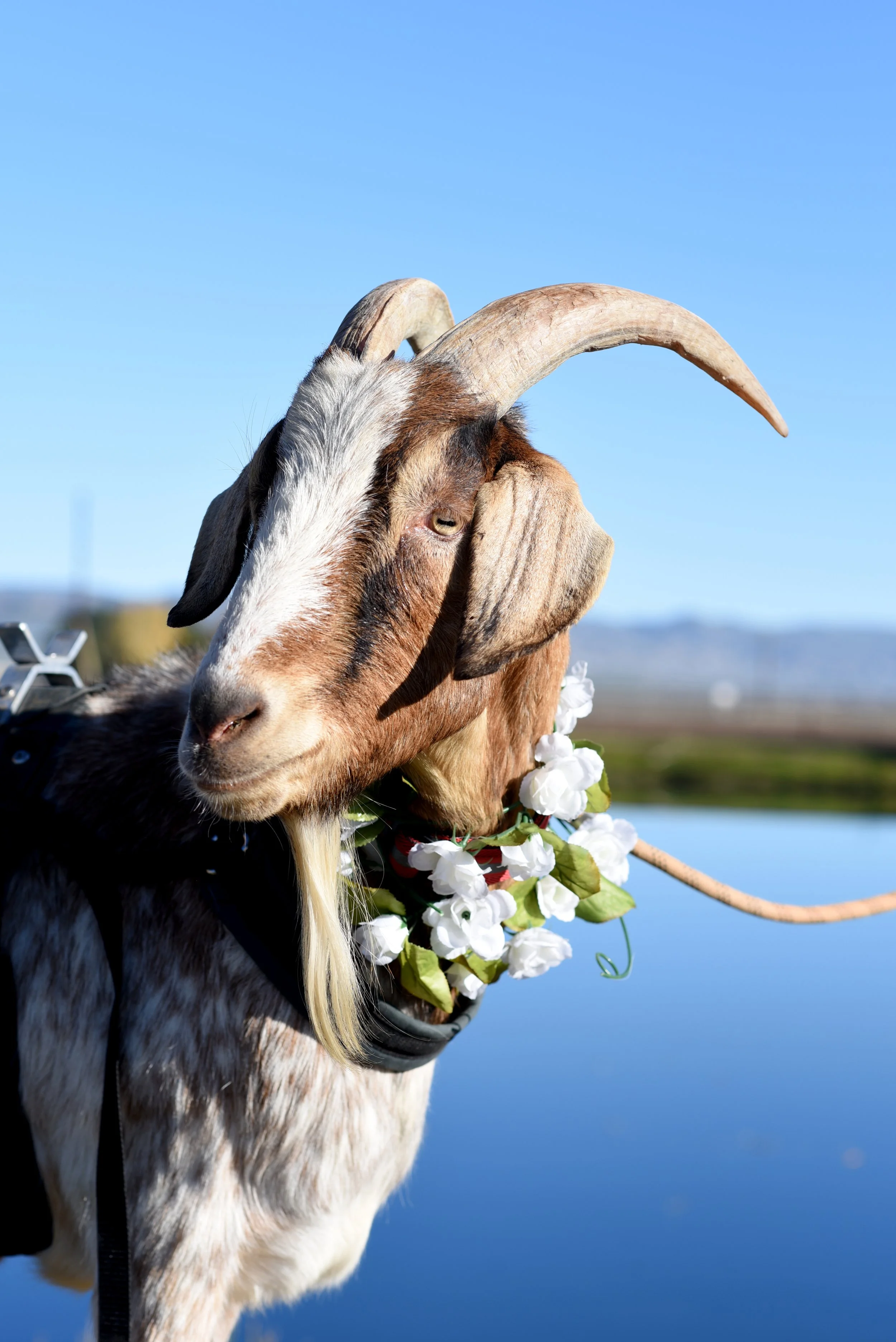 A goat wearing a flower lei around its neck, standing outdoors near a body of water with a blue sky in the background.