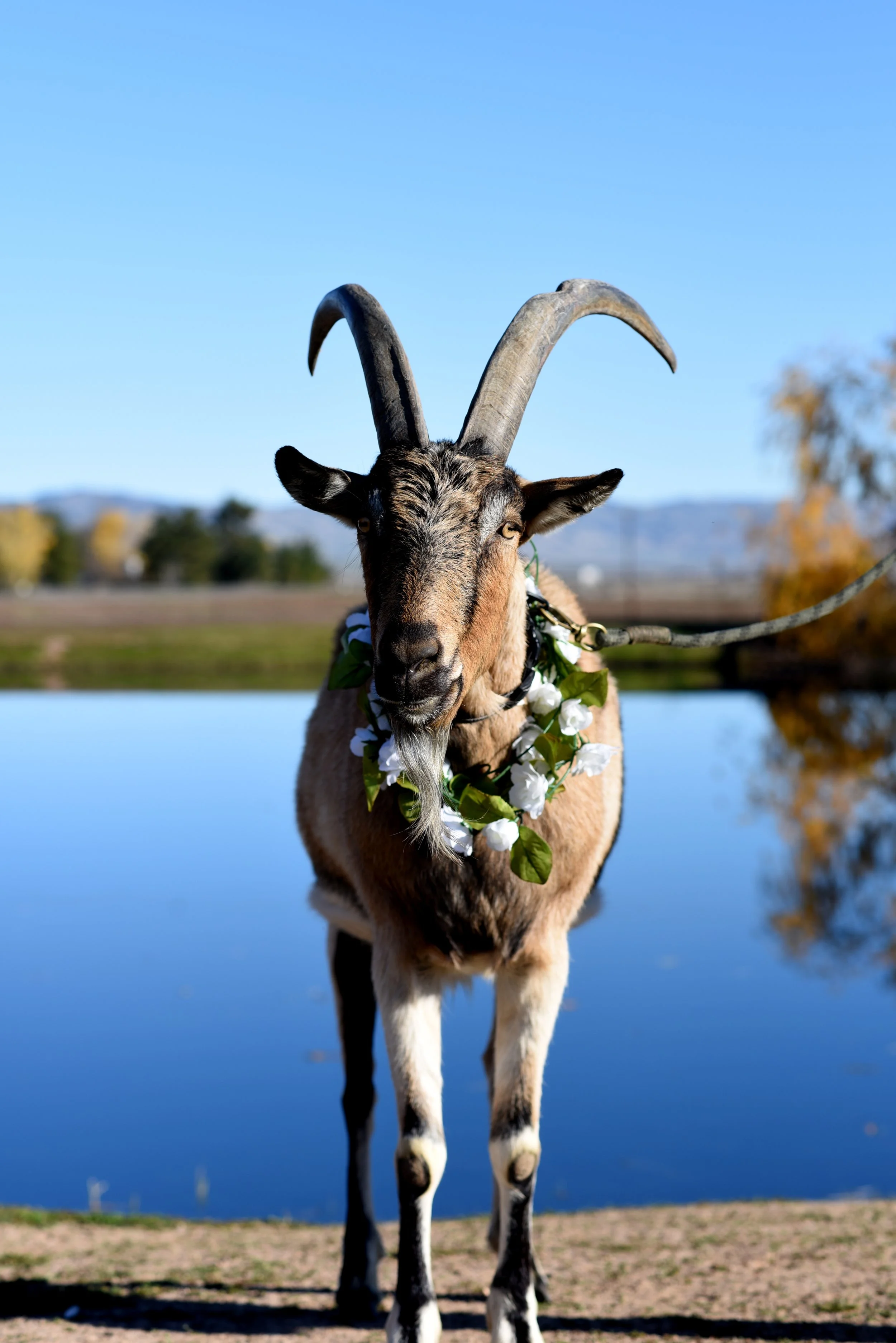 A goat with large, curved horns and a flowered collar, standing near a body of water with a clear blue sky and trees in the background.